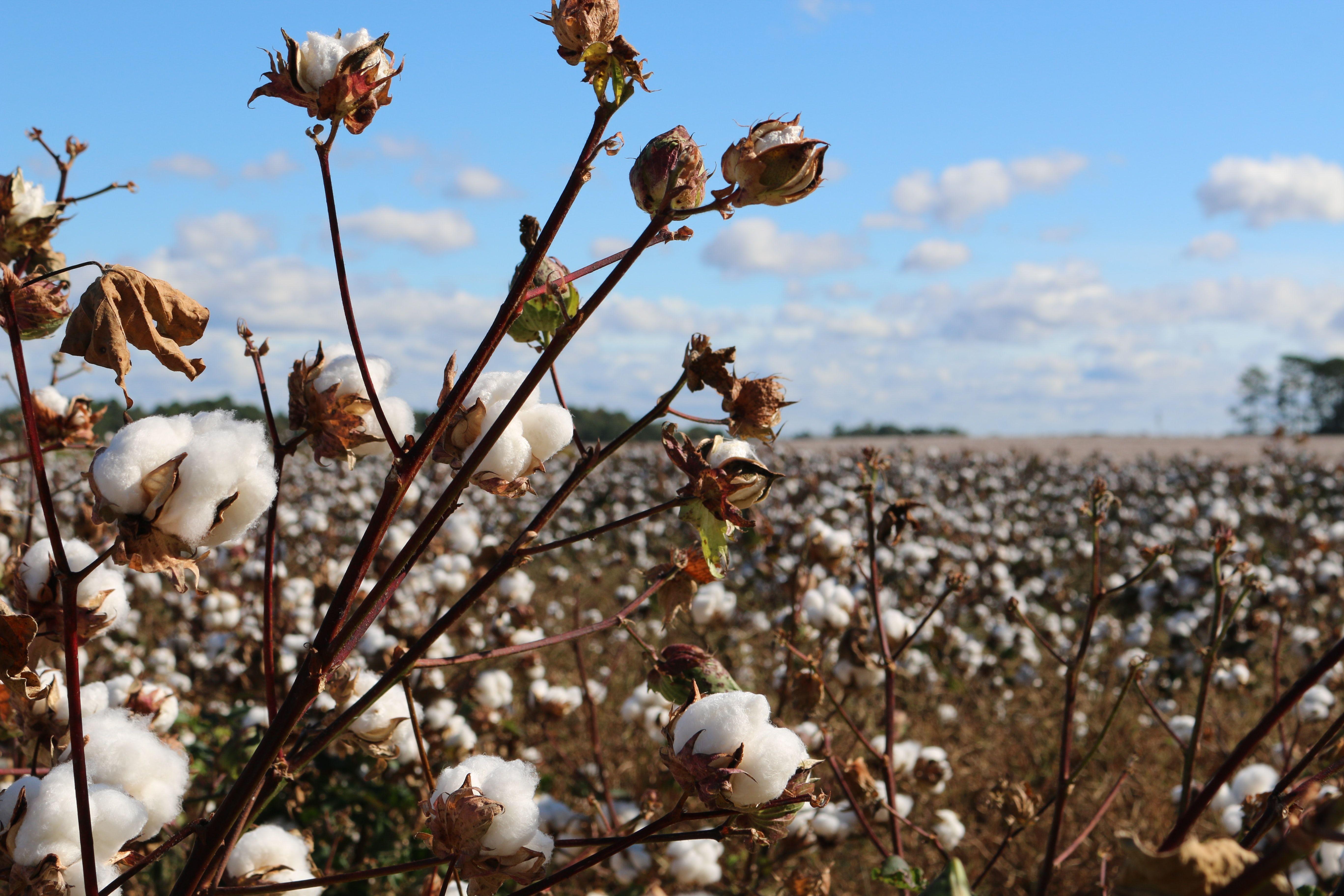 Cotton Field Wallpapers - Top Free Cotton Field Backgrounds