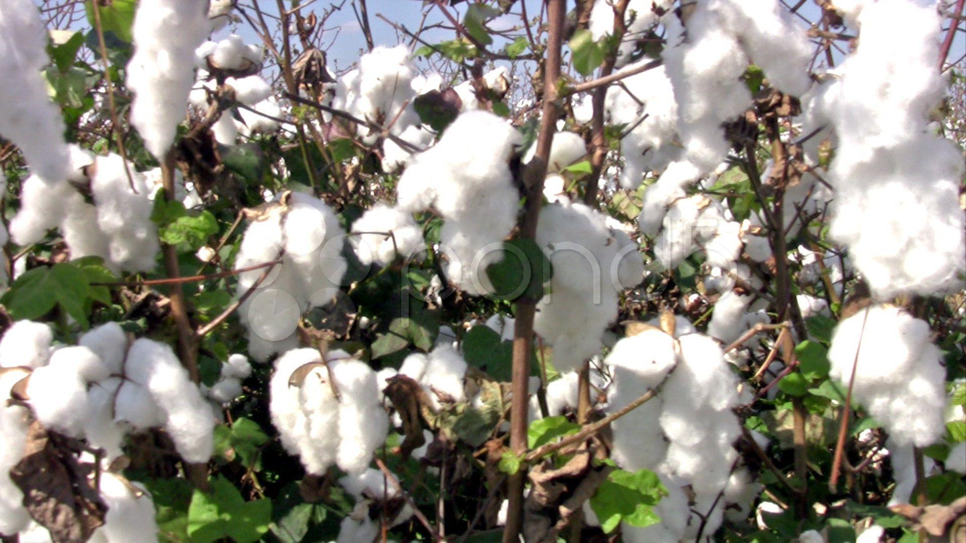 1920x1080 Cotton Field wallpaper x. Field wallpaper, Cotton fields, Wallpaper