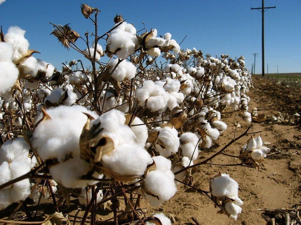 1024x768 Cotton Field Wallpaper