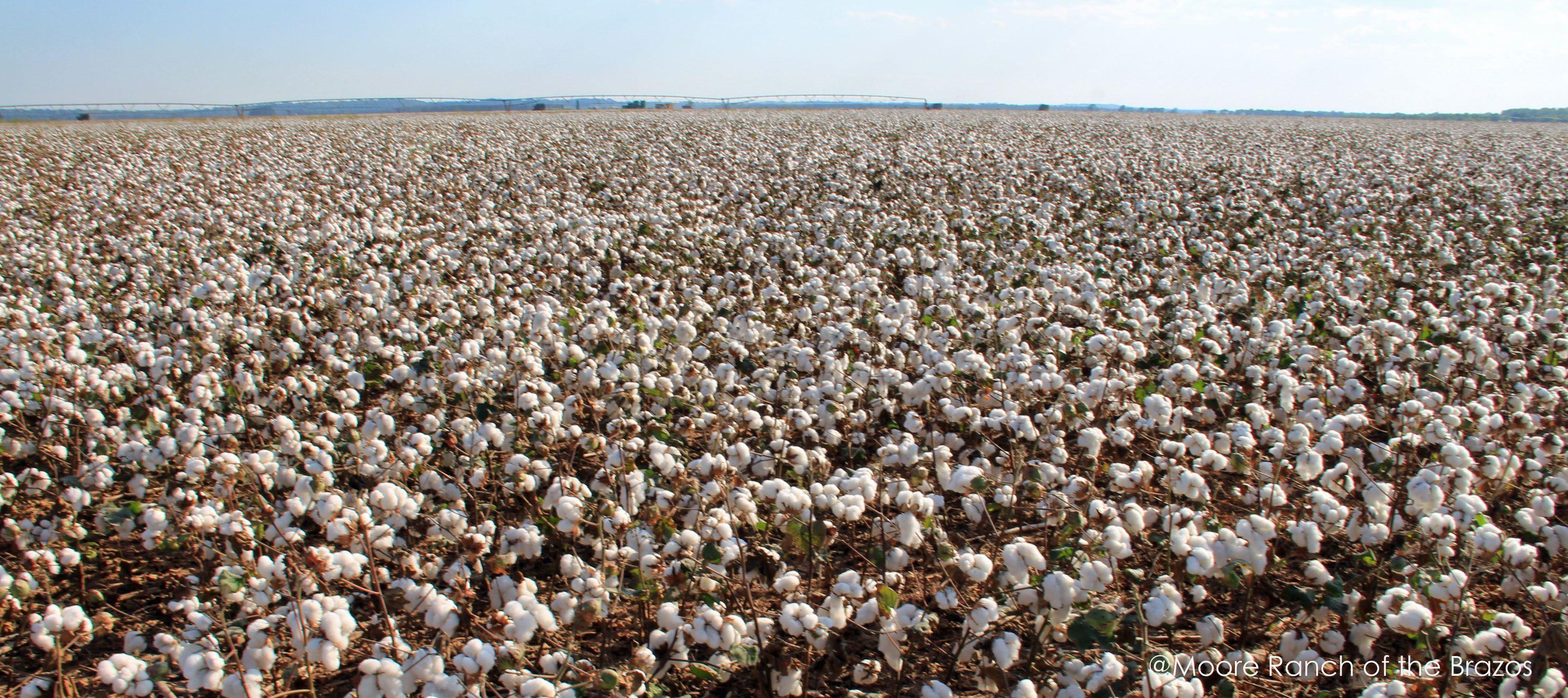 Cotton Field Wallpapers Top Free Cotton Field Backgrounds