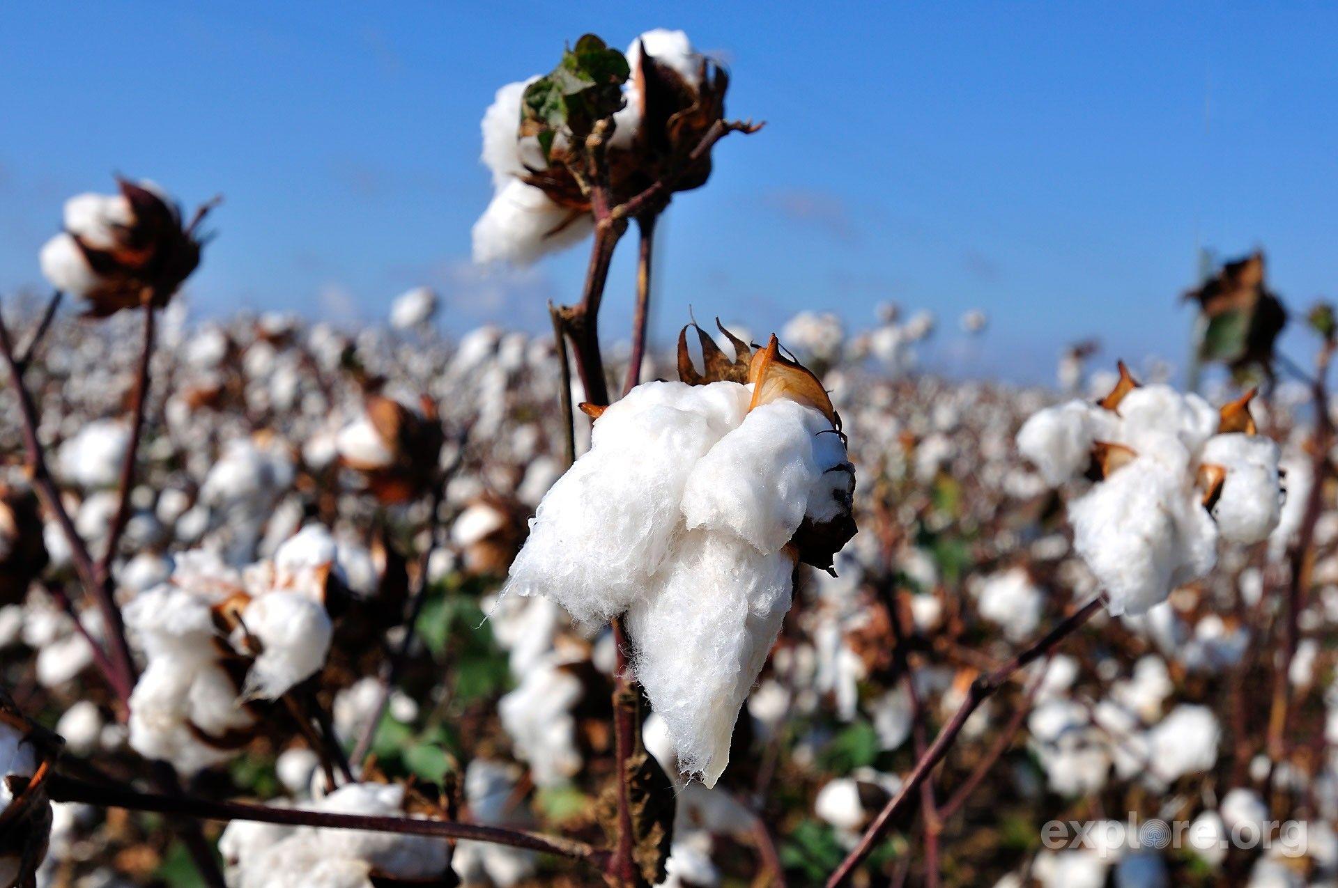 1920x1275 Cotton Field Wallpaper (27 Wallpaper)