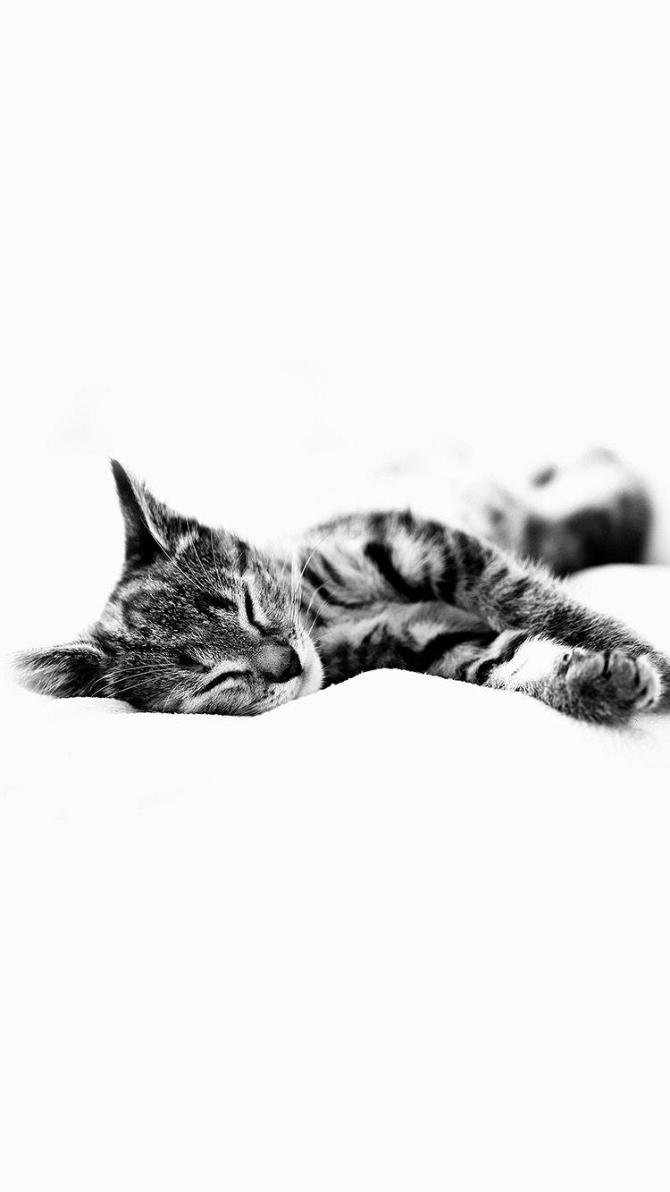 750x1334 iPhone7papers cat kitten white animal