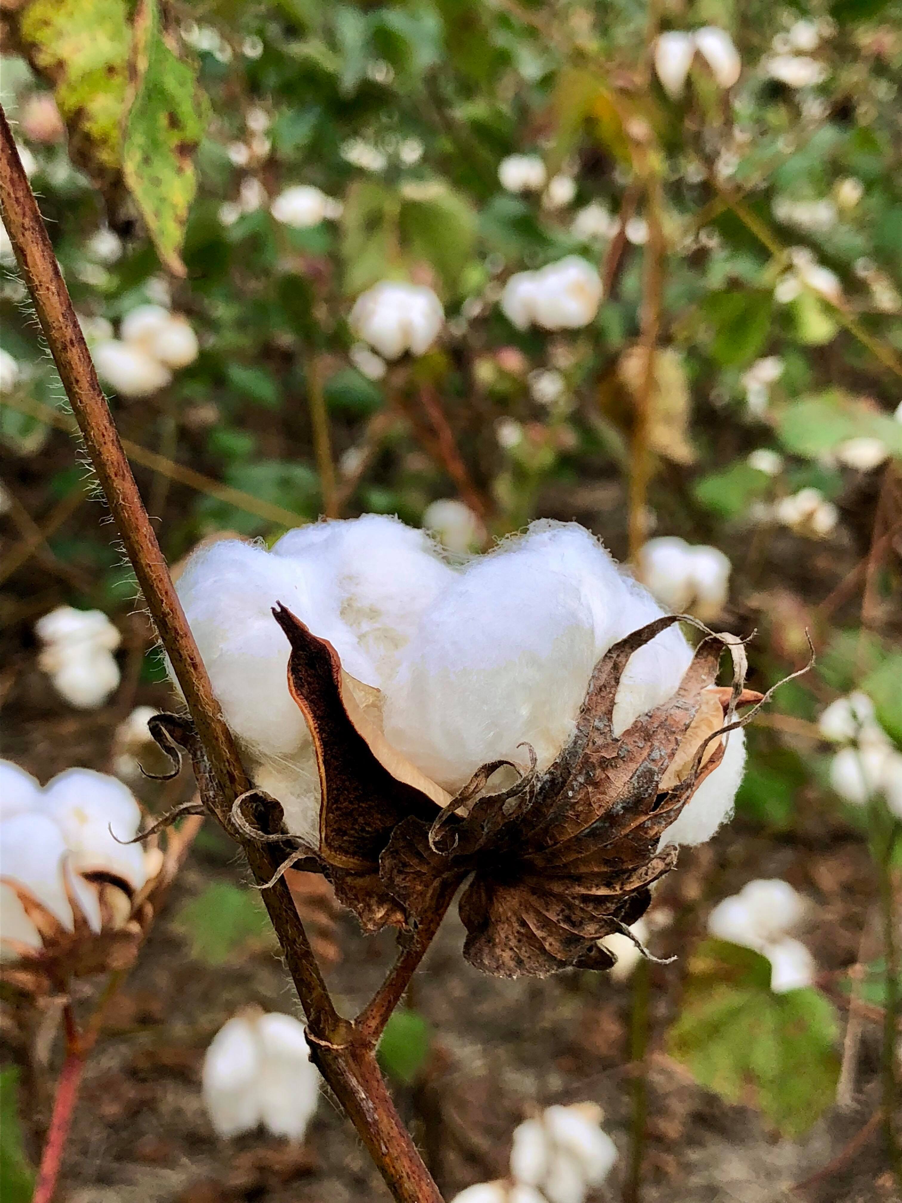 Cotton Field Wallpapers Top Free Cotton Field Backgrounds