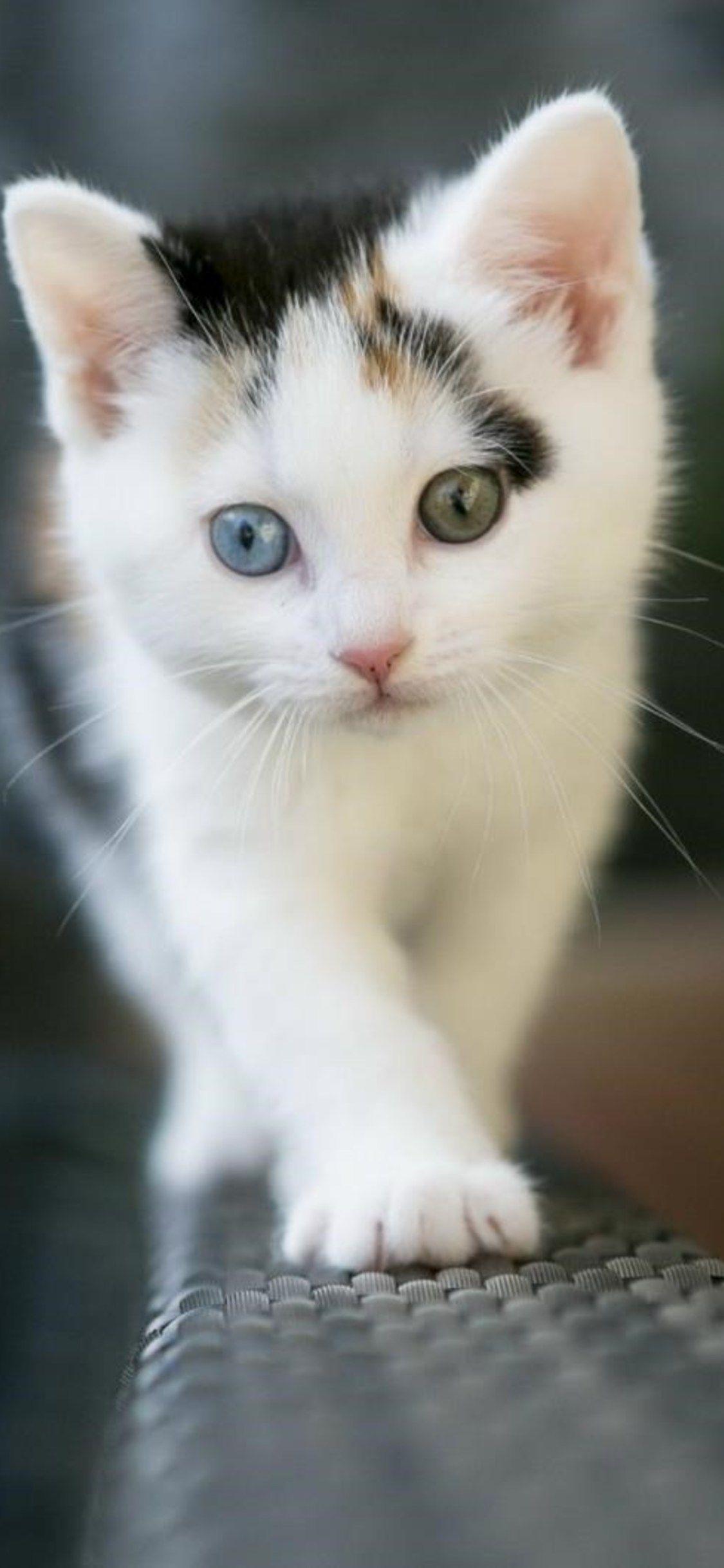 White Cat iPhone Wallpapers - Top Free White Cat iPhone Backgrounds ...