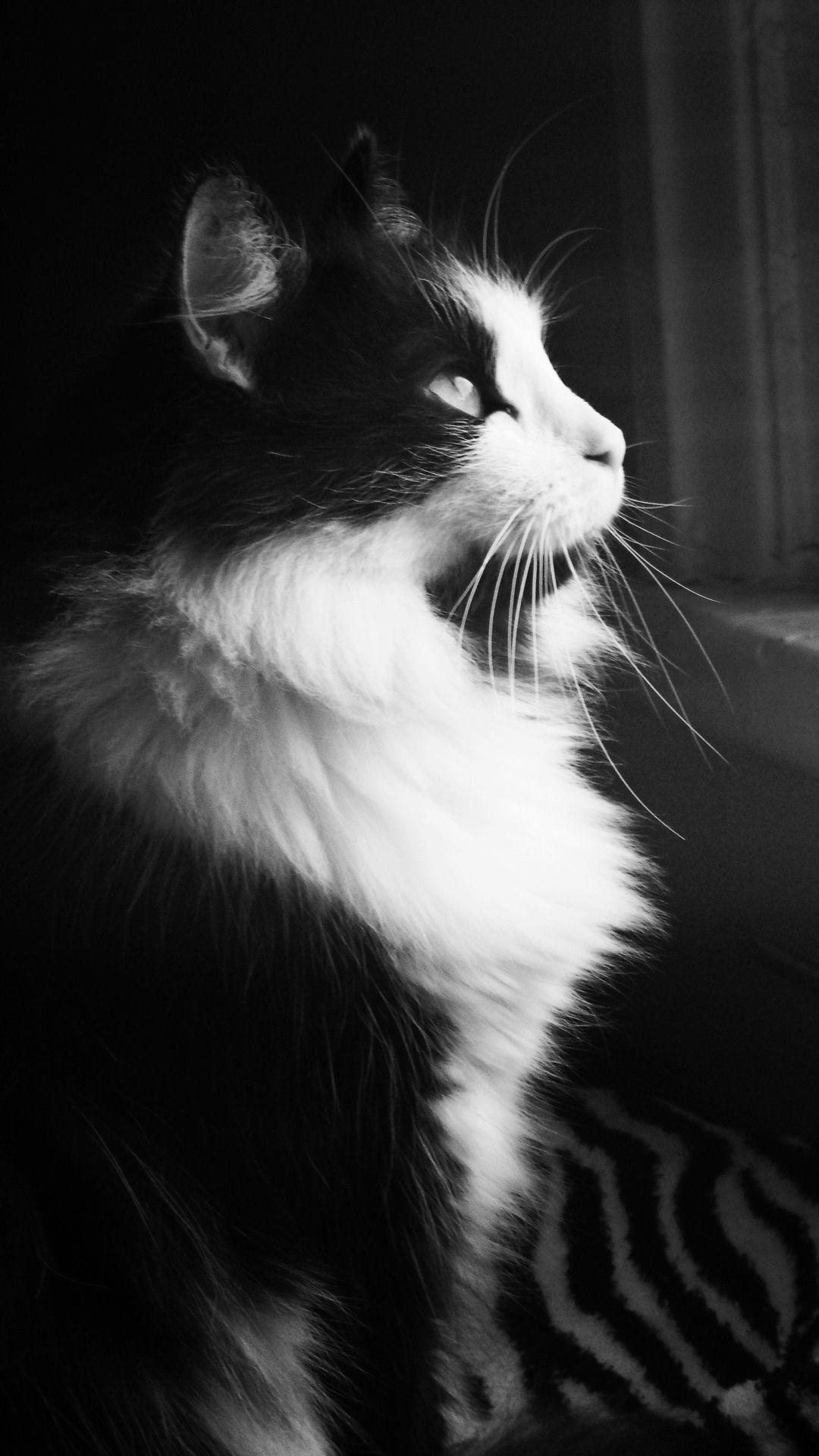 1080x1920 Black And White Fluffy Cat Looking Out The WIndow Android Wallpaper
