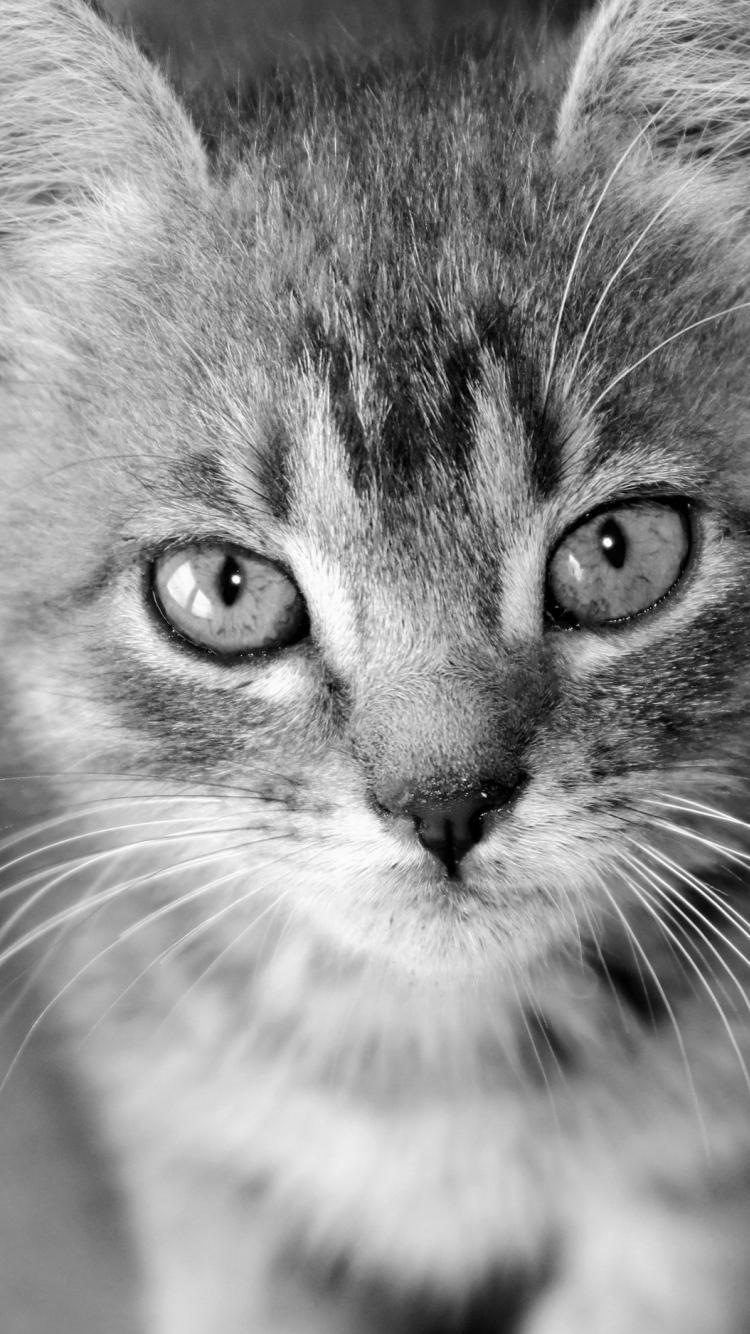 750x1334 Black and white cats animals kittens baby wallpaper