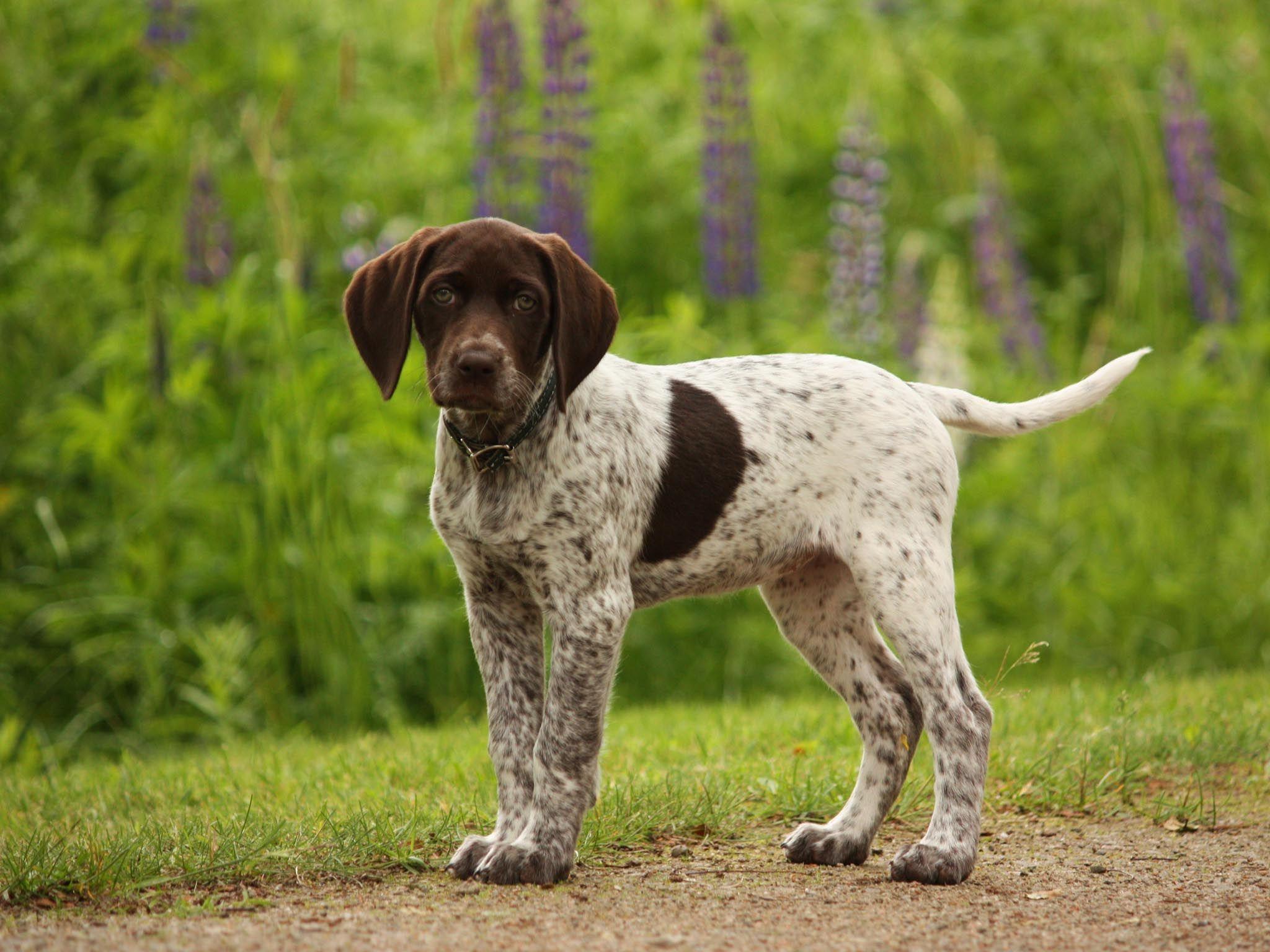 2048x1536 German Shorthaired Pointer Puppy Wallpaper