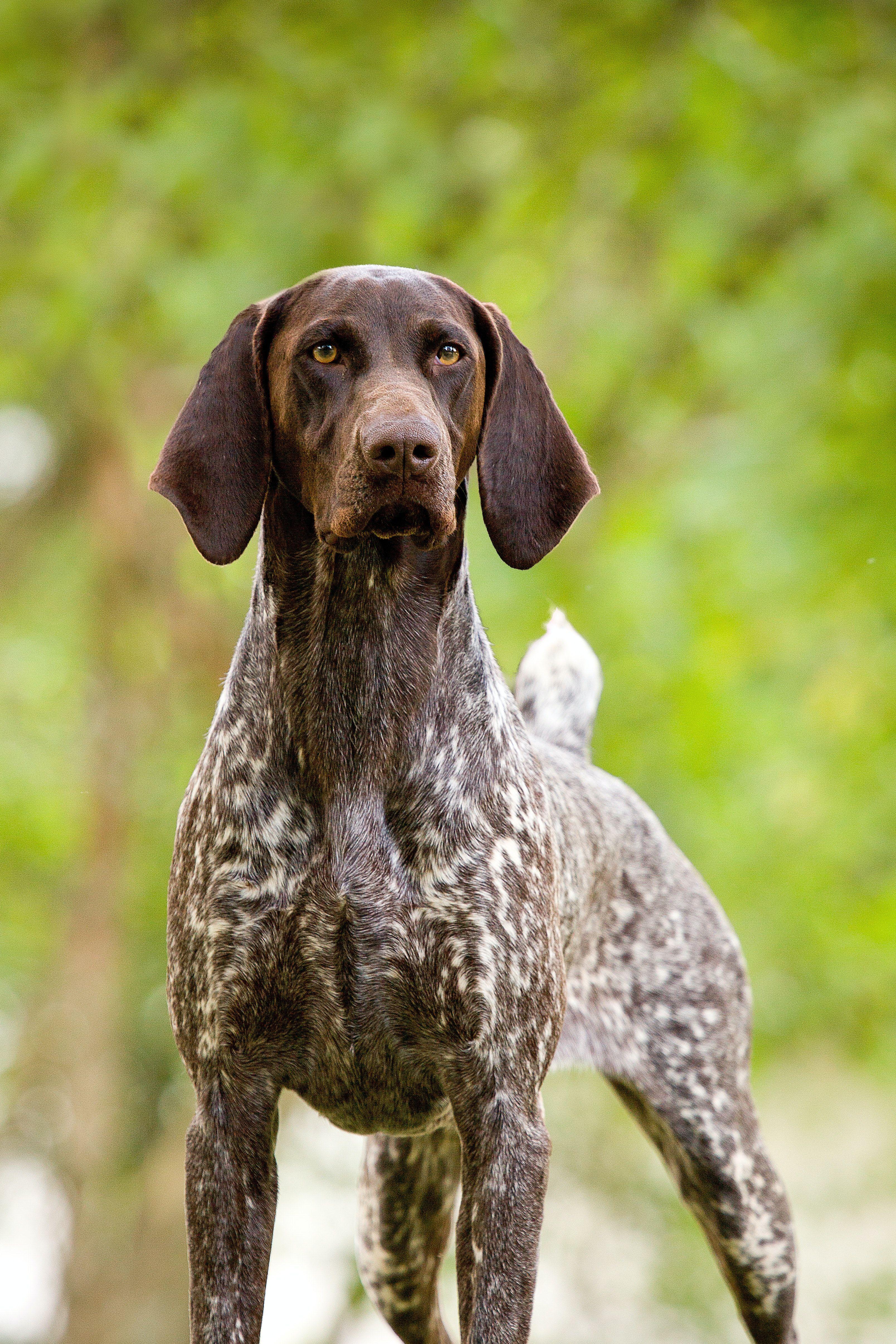 3216x4823 Free of german shorthaired pointer