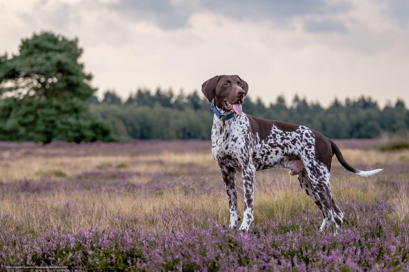 1600x1067 German Longhaired Pointer Wallpaper. Awsome German Flag Wallpaper, German Santa Wallpaper and German Wallpaper