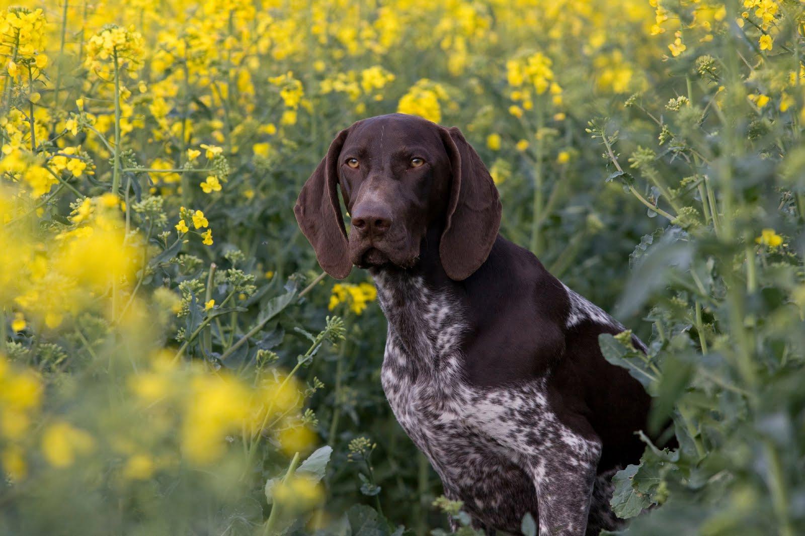 1600x1066 German Shorthaired Pointer Puppy Wallpaper