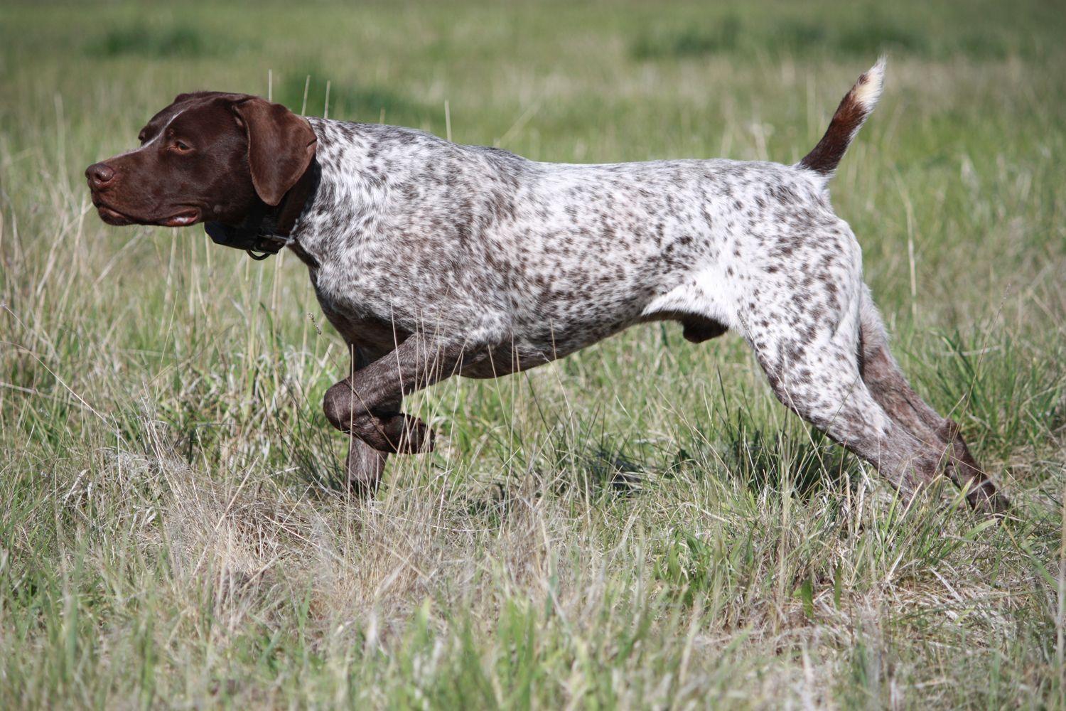 1500x1000 German Shorthaired Pointer Picture