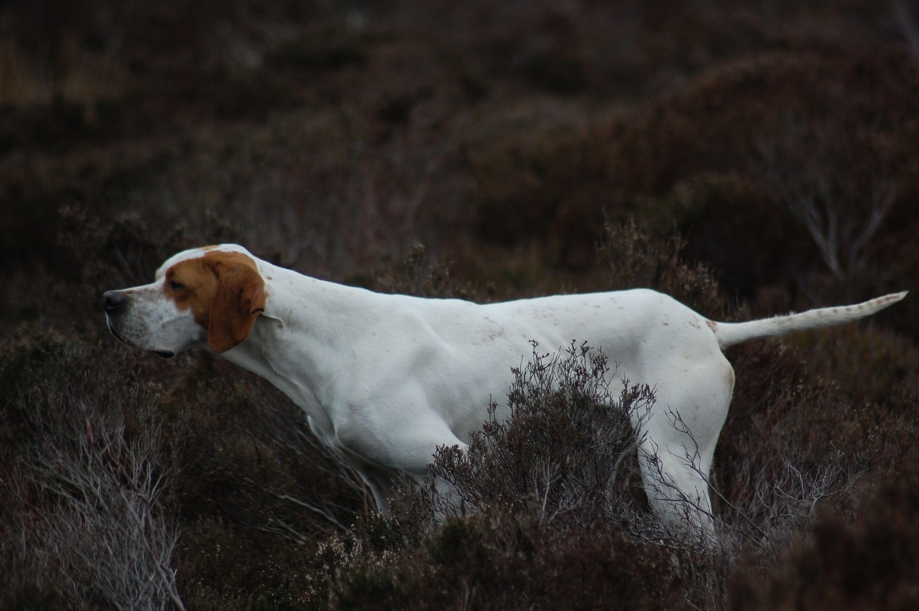 3008x2000 English Pointer Wallpaper. Mouse Pointer Wallpaper, Pointer Sisters Wallpaper and Pudelpointer Wallpaper