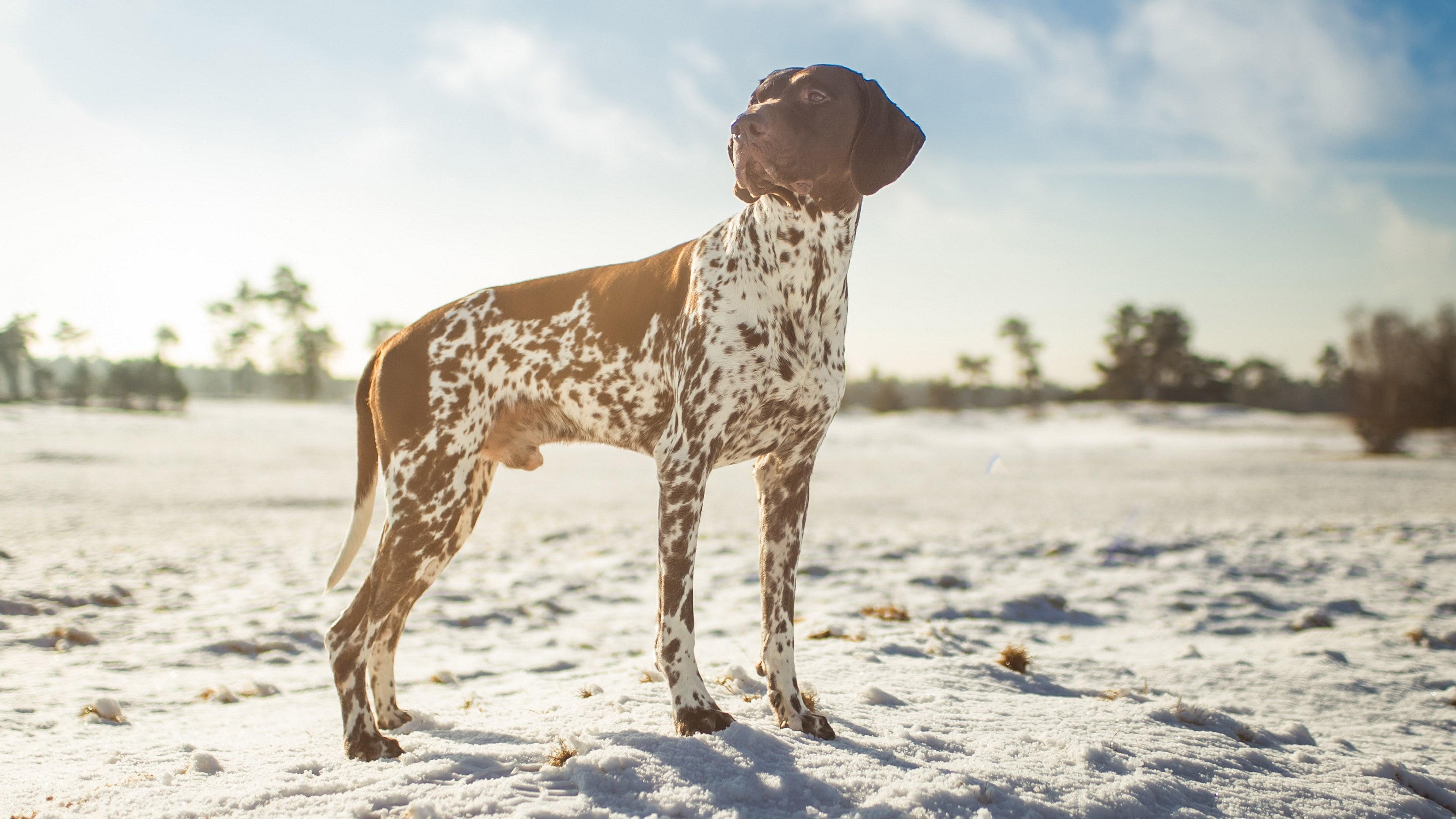 3840x2160 German Shorthaired Pointer Dog Wallpaper