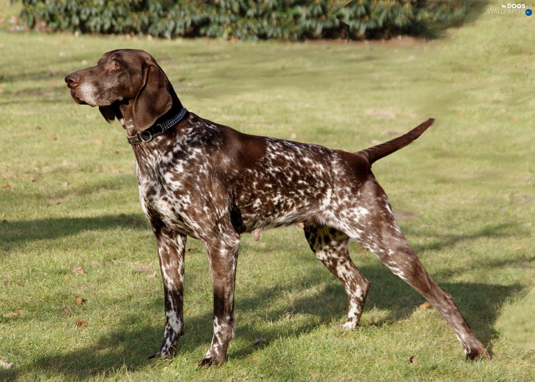 1800x1286 English Pointer Wallpaper. Mouse Pointer Wallpaper, Pointer Sisters Wallpaper and Pudelpointer Wallpaper
