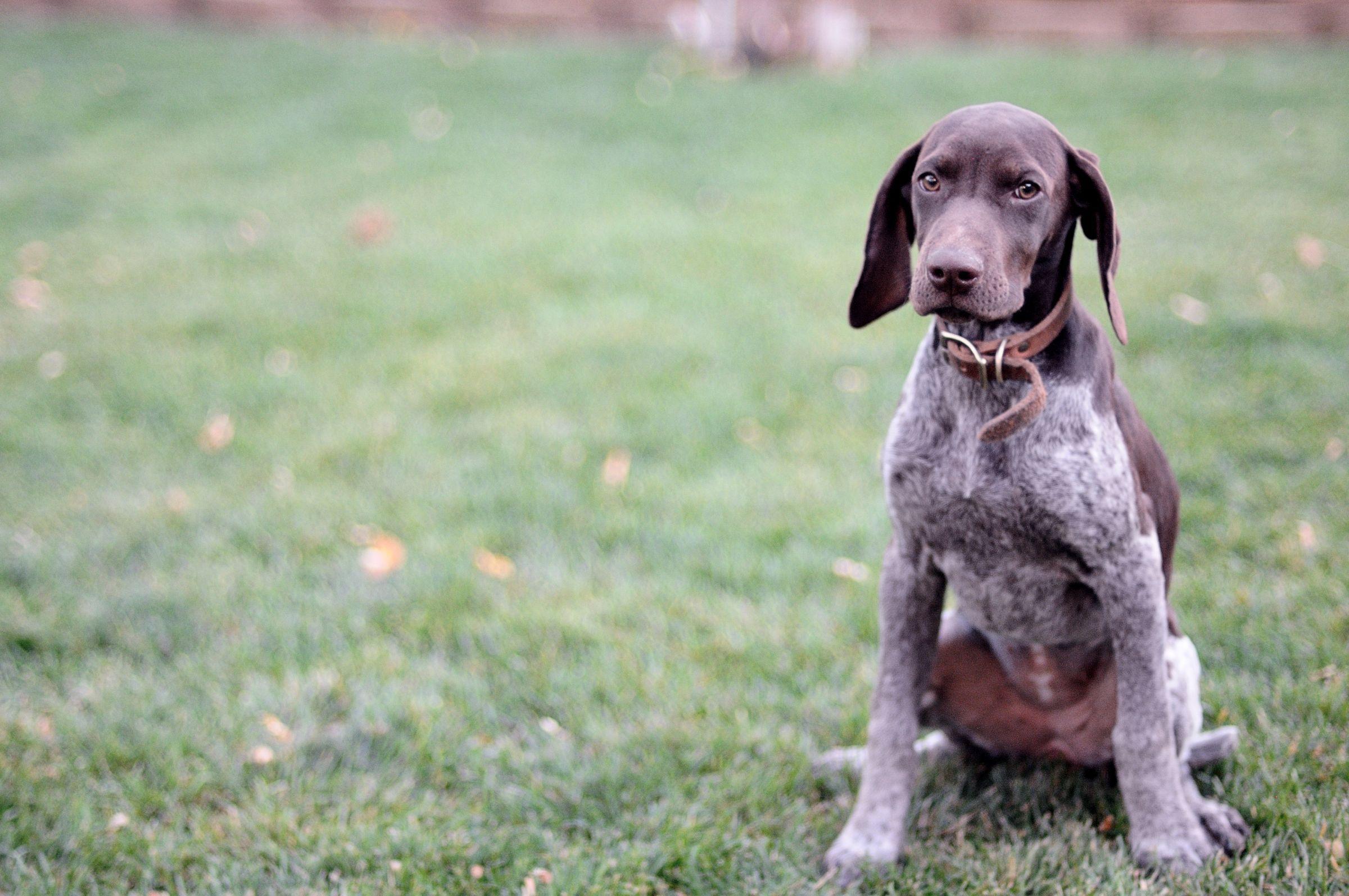 2400x1594 Free download German Shorthaired Pointer Life Expectancy 1 [2400x1594] for your Desktop, Mobile & Tablet. Explore GSP Wallpaper. GSP Wallpaper