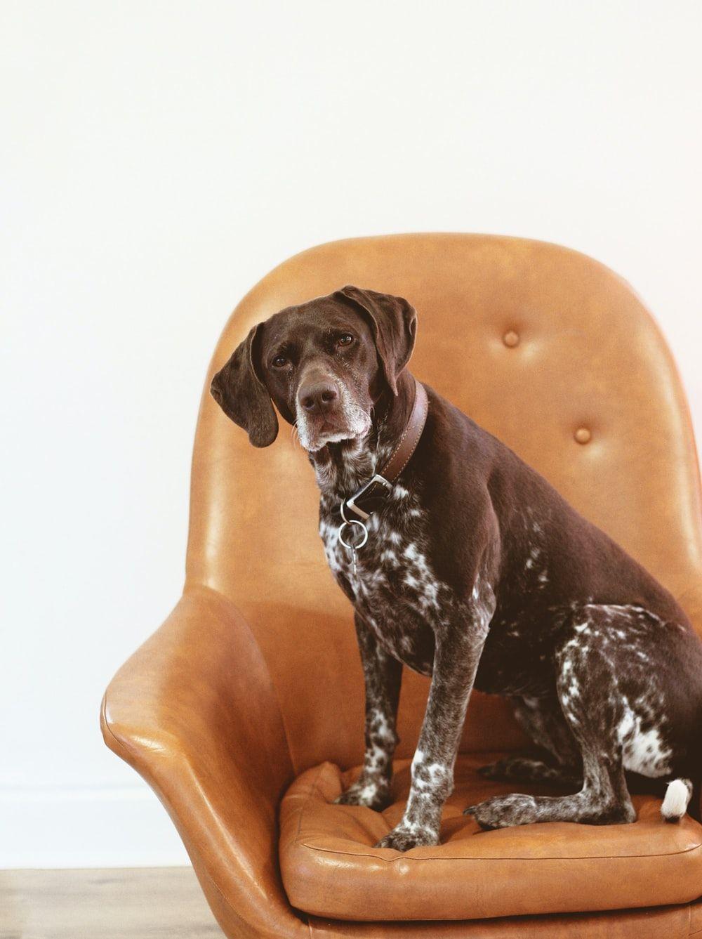 1000x1337 German Shorthaired Pointer Picture. Download Free Image