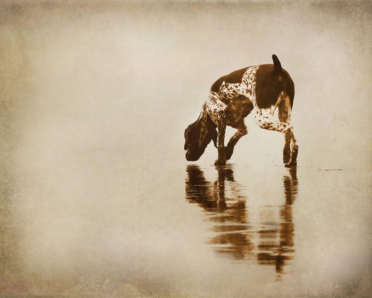 1280x1024 Free download German Shorthaired Pointer Hunting Wallpaper wallpaper [1600x1200] for your Desktop, Mobile & Tablet. Explore GSP Wallpaper. GSP Wallpaper
