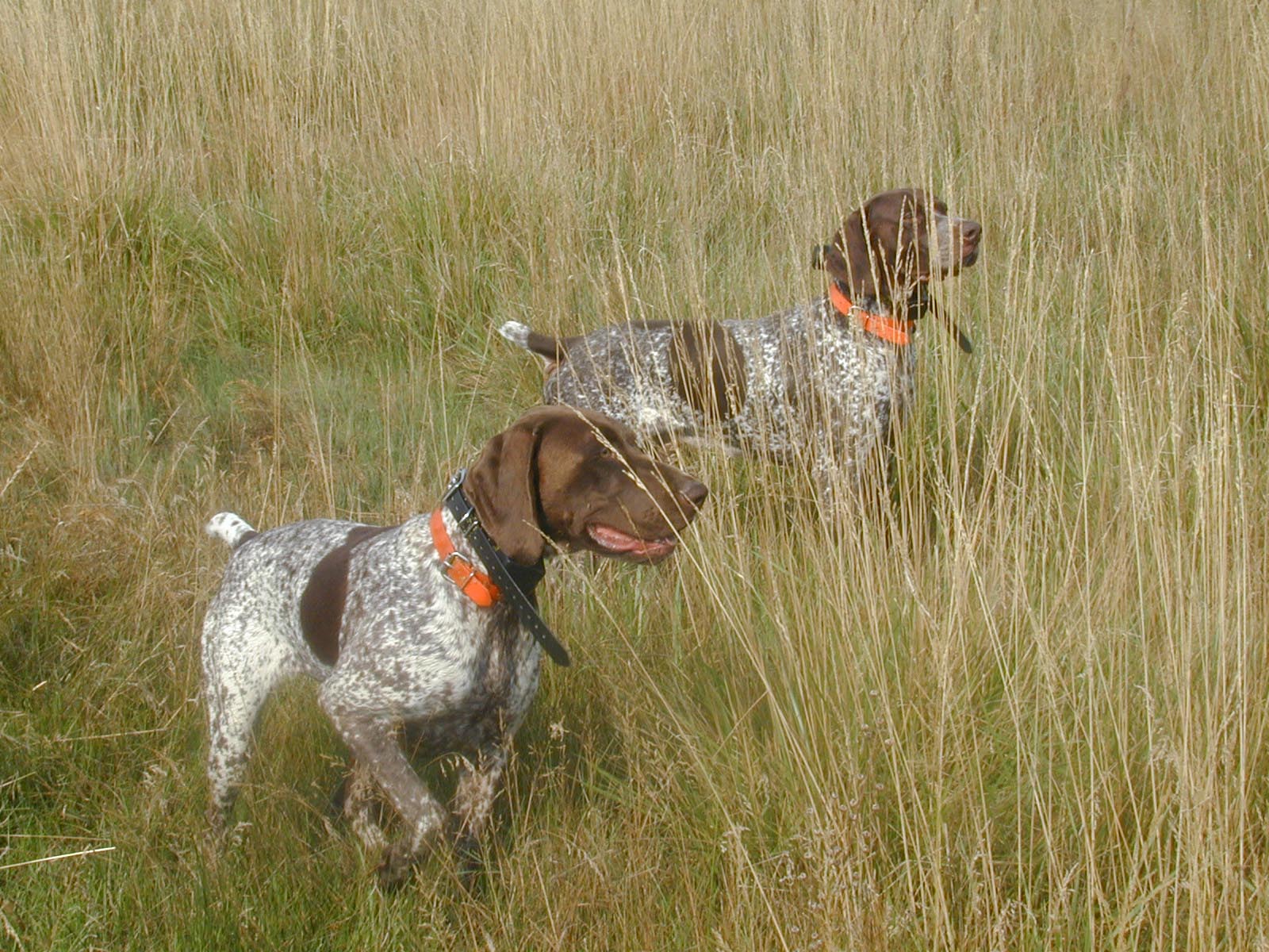 1600x1200 German Shorthaired Pointers Wallpaper