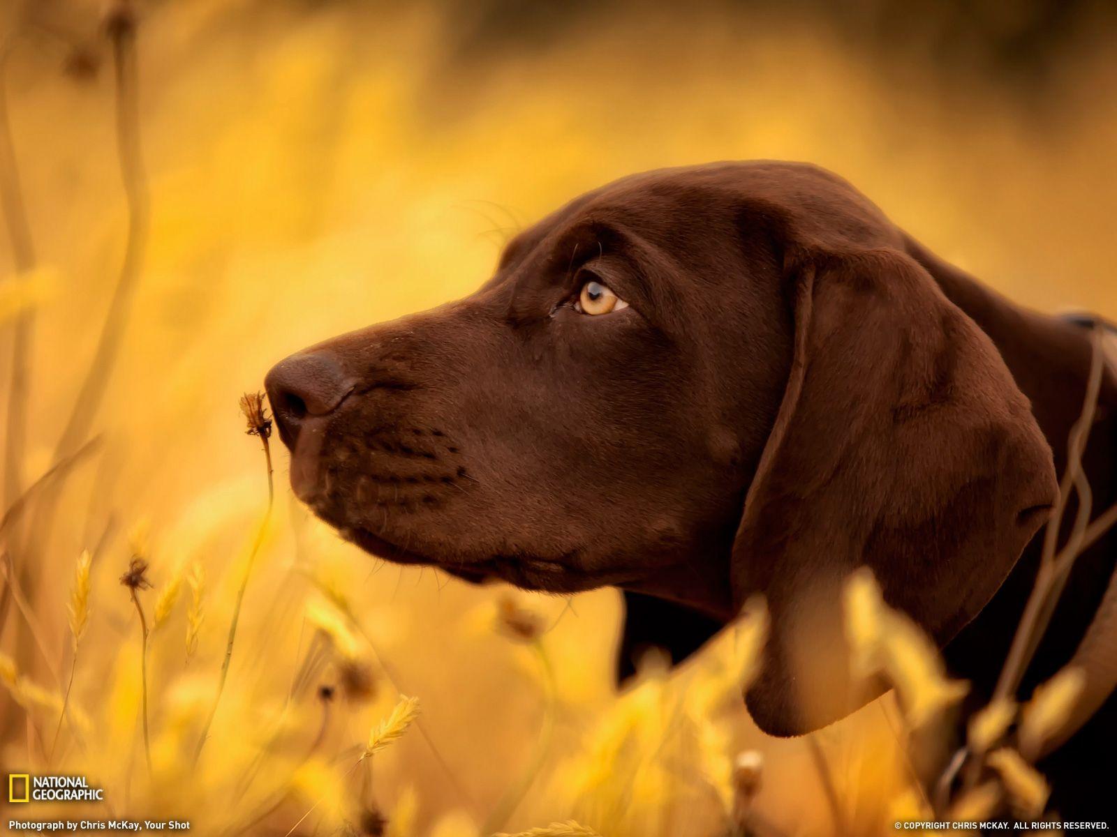 1600x1200 German Shorthaired Pointer Puppy Wallpaper