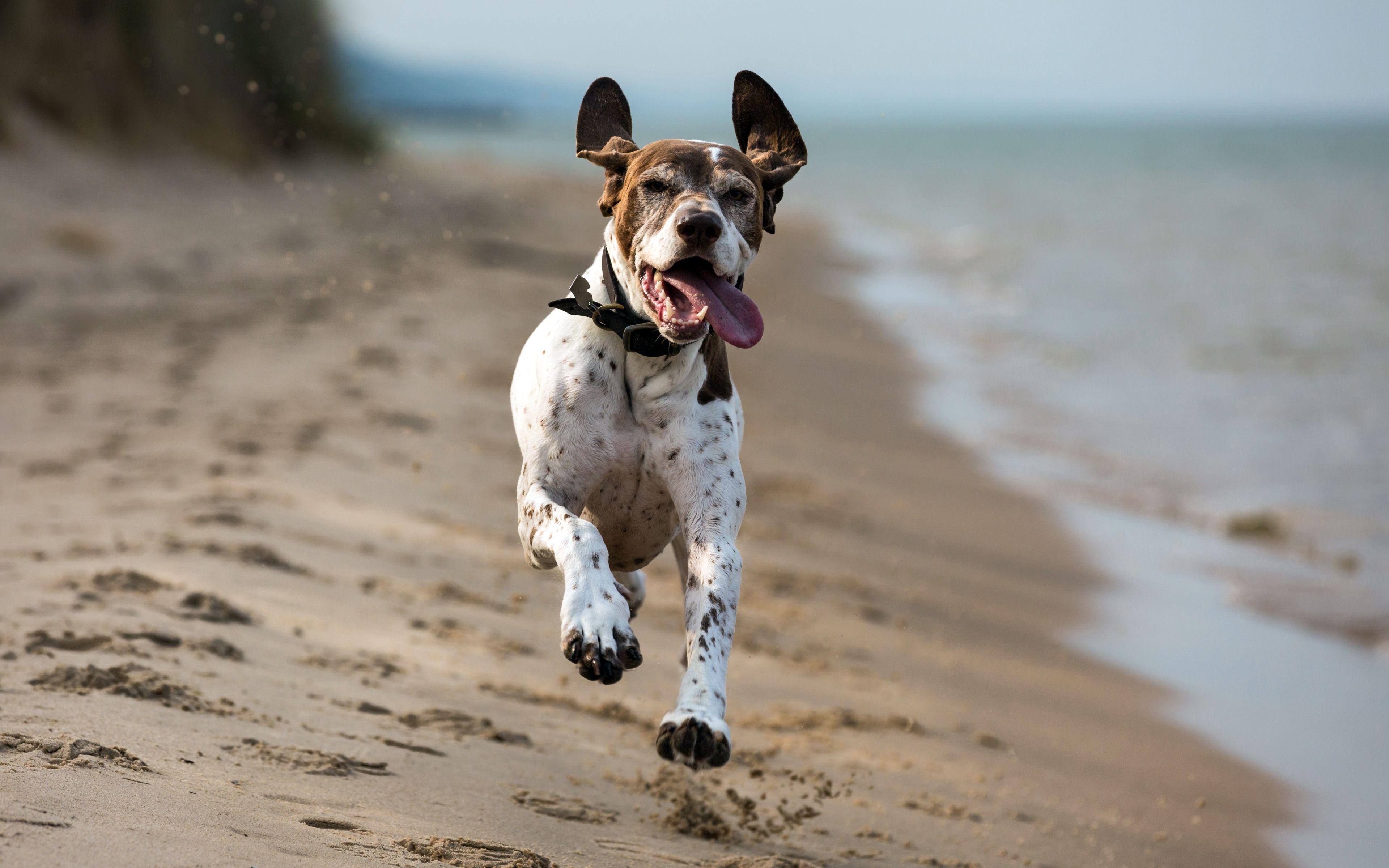 3840x2400 Download wallpaper 4k, German Shorthaired Pointer, coast, pets, dogs, running dog, cute animals, German Shorthaired Pointer Dog for desktop with resolution 3840x2400. High Quality HD picture wallpaper