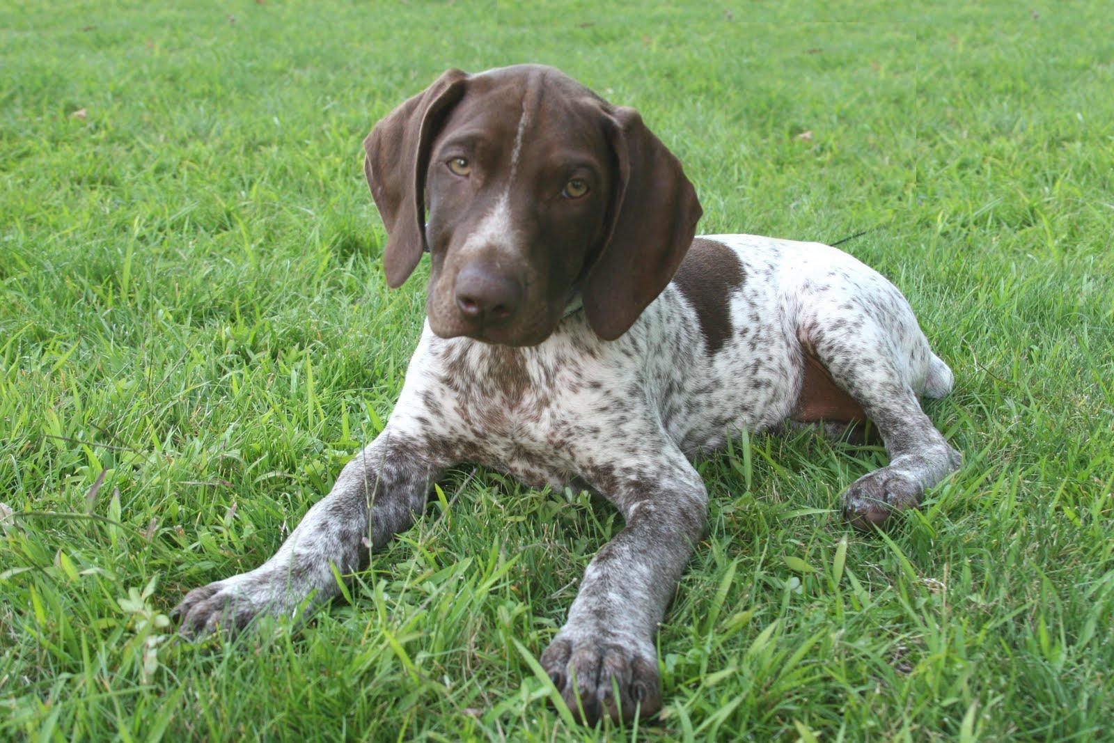 1600x1067 Small German Shorthaired Pointer photo and wallpaper. Beautiful Small German Shorthaired Pointer picture