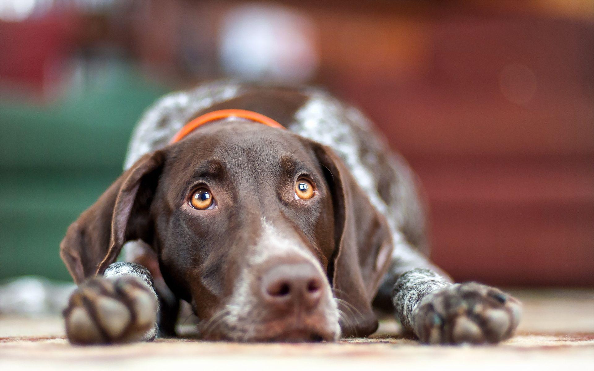 1920x1200 image dog German Wirehaired Pointer Paws Glance Animals 1920x1200