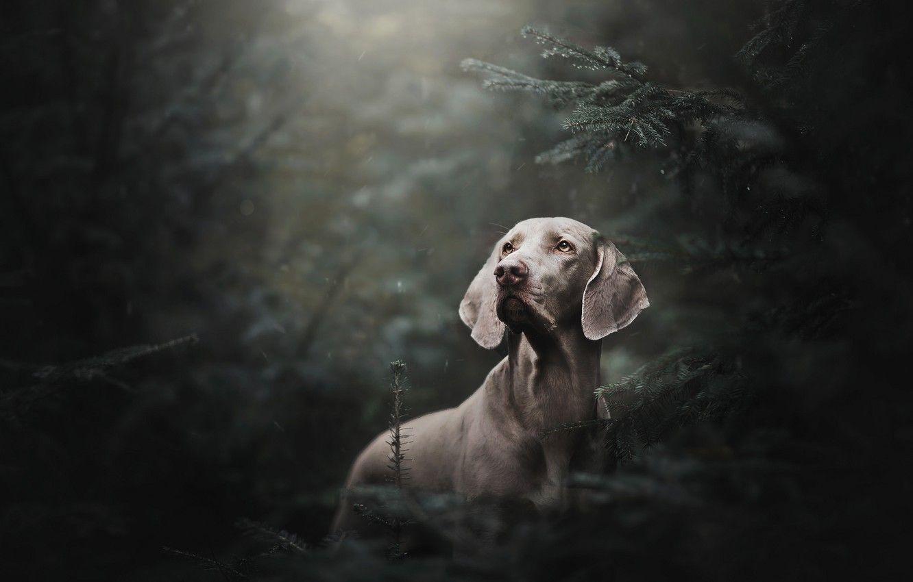 1332x850 Wallpaper forest, rain, spruce, dog, The Weimaraner, Weimar pointer image for desktop, section собаки