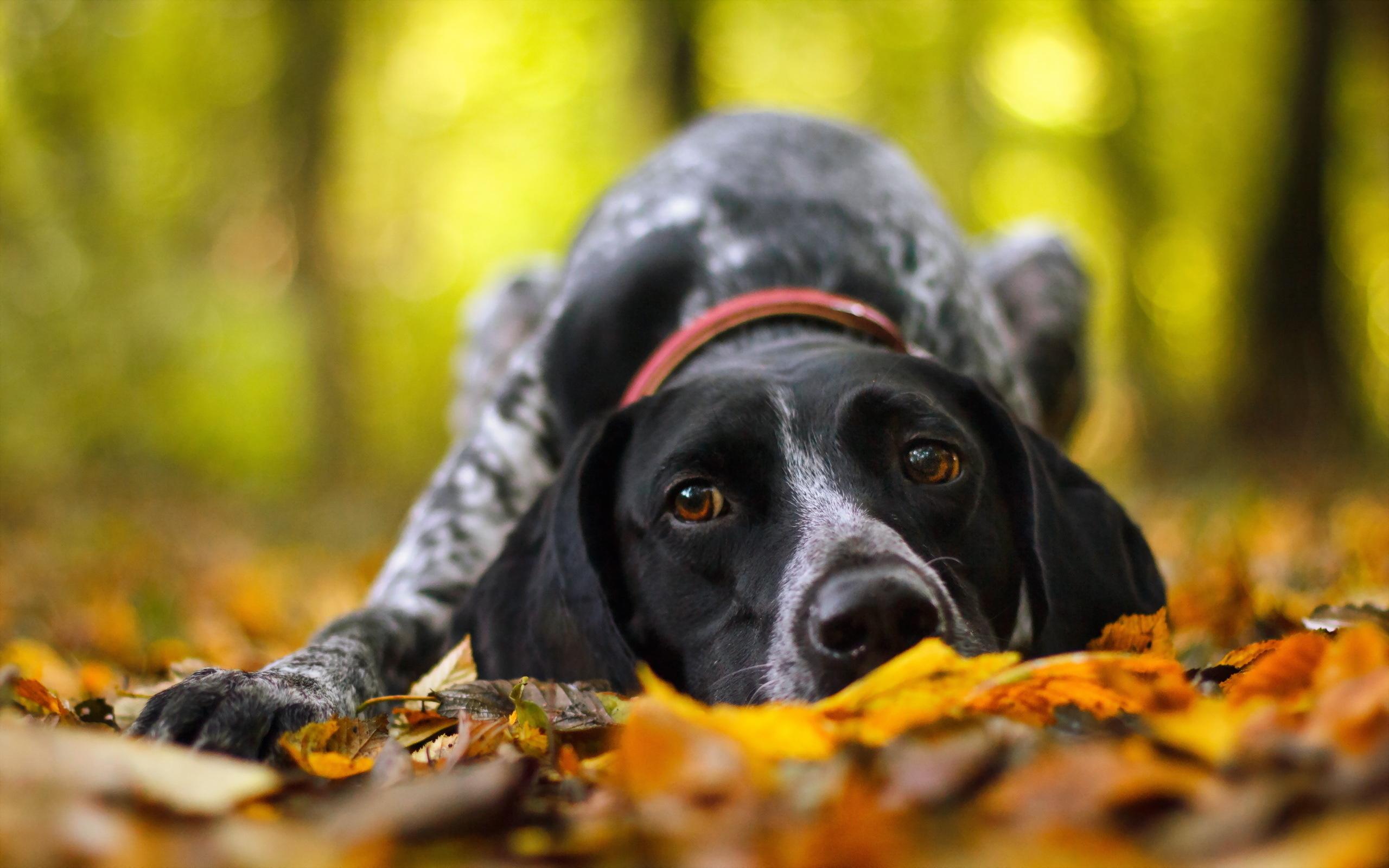 2560x1600 German Shorthaired Pointer Dog Wallpaper
