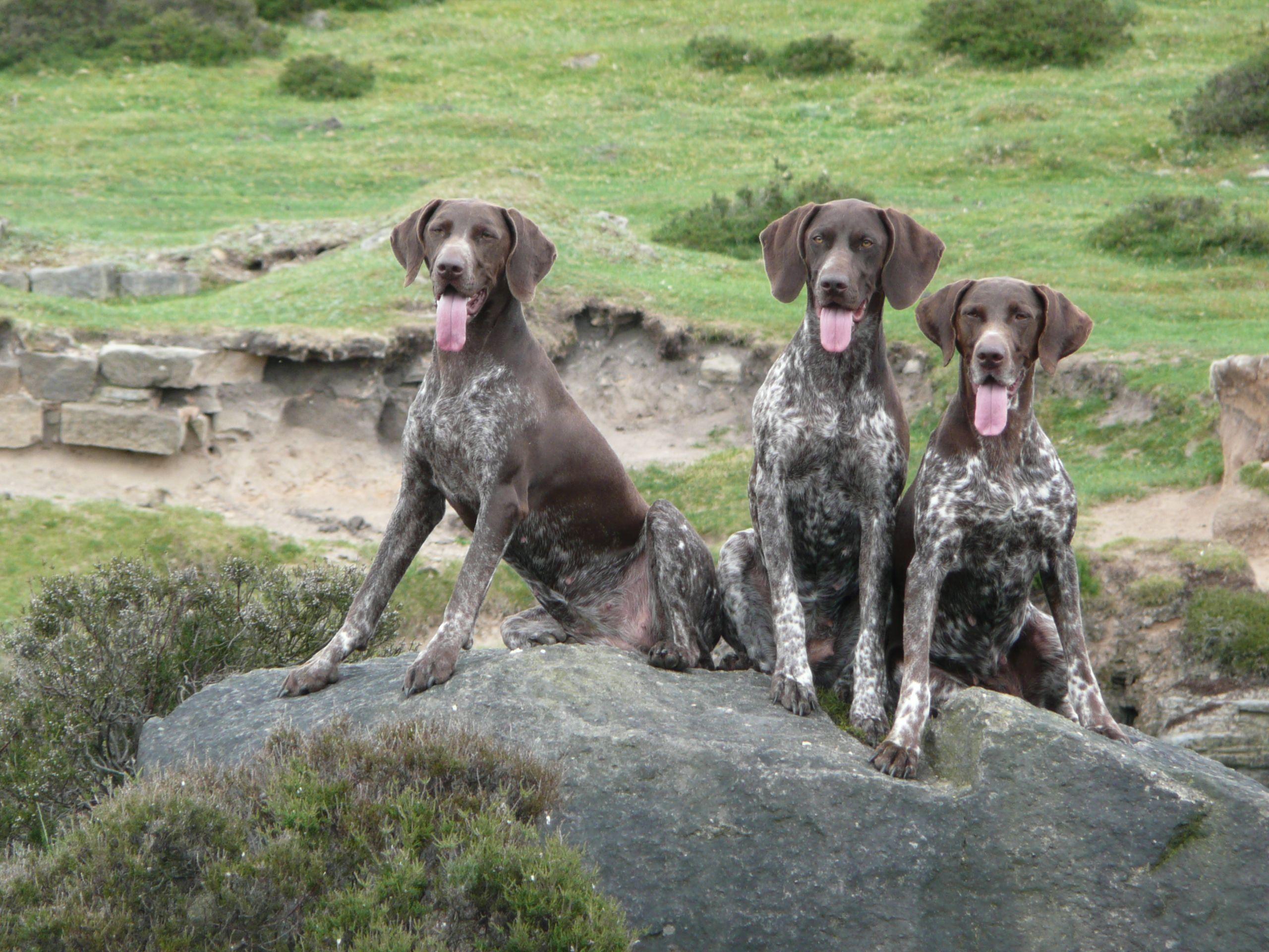 2560x1920 Three German Shorthaired Pointer Dogs Wallpaper Pointer Wallpaper & Background Download