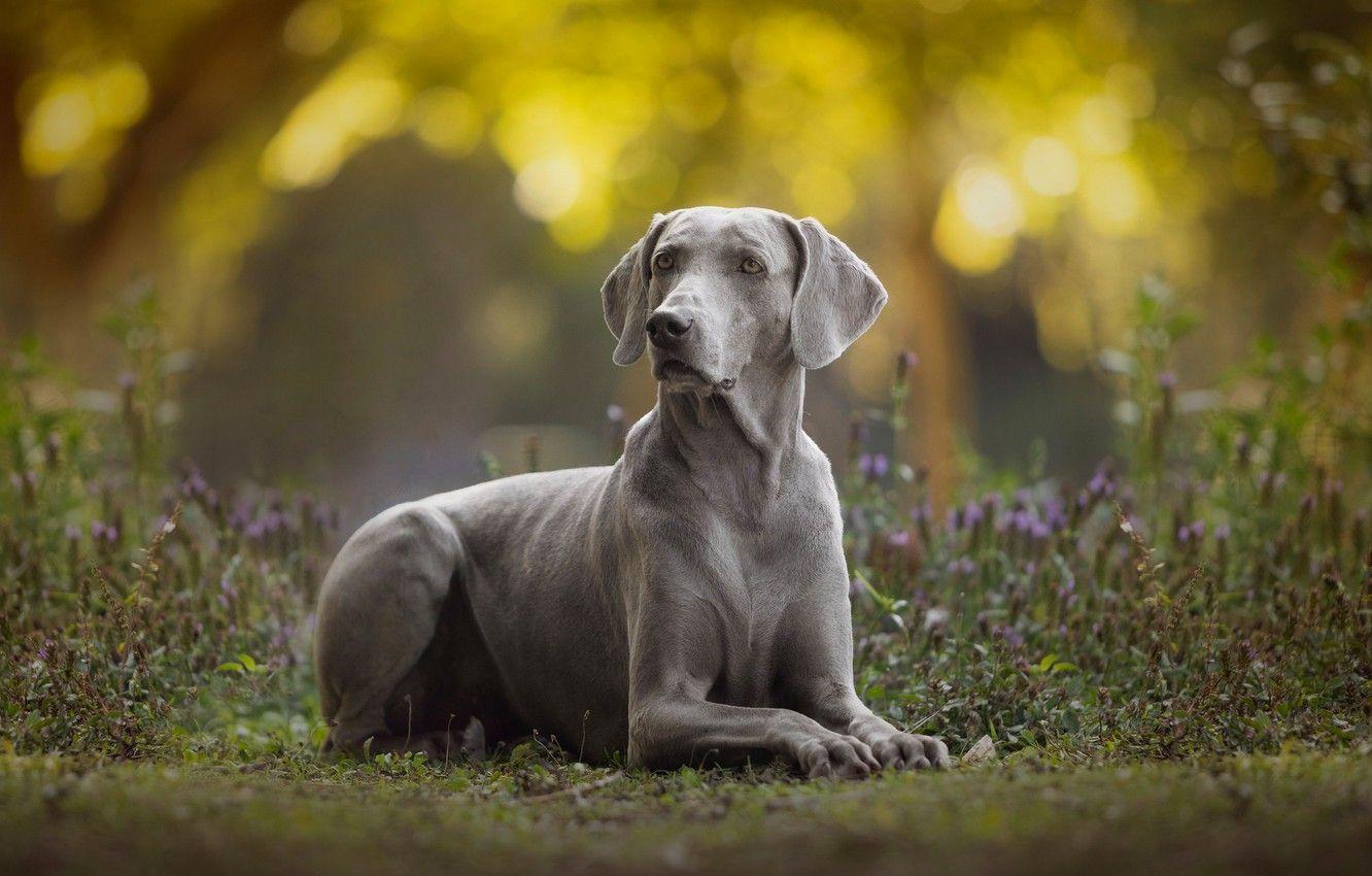 1332x850 Wallpaper dog, bokeh, The Weimaraner, Weimar pointer image for desktop, section собаки