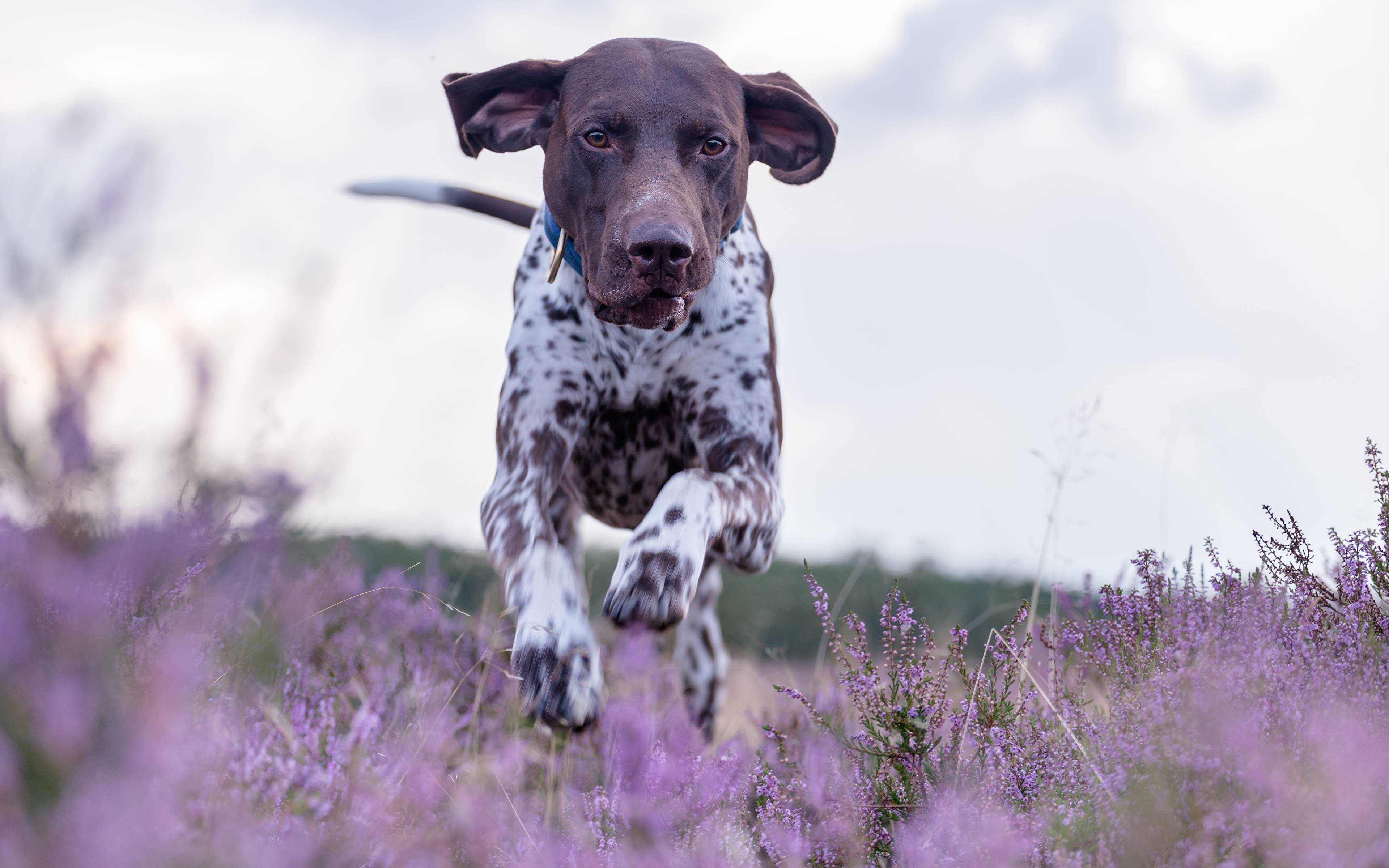 3840x2400 German Shorthaired Pointer Dog Wallpaper