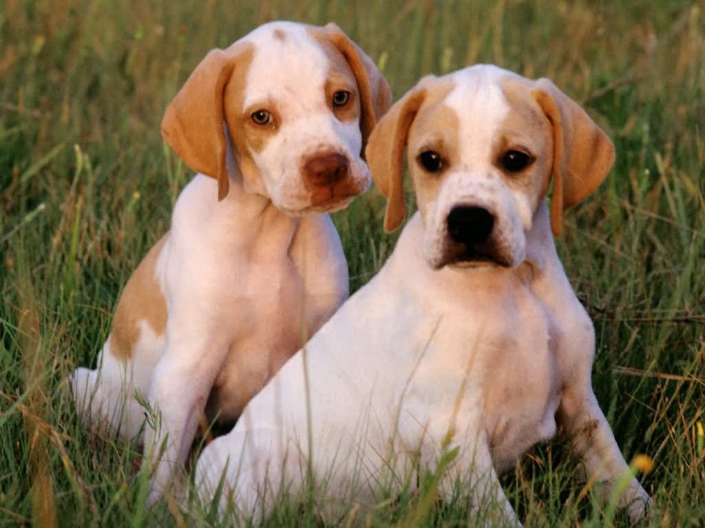1024x768 Very Beautiful Pointer Dog Picture And Image