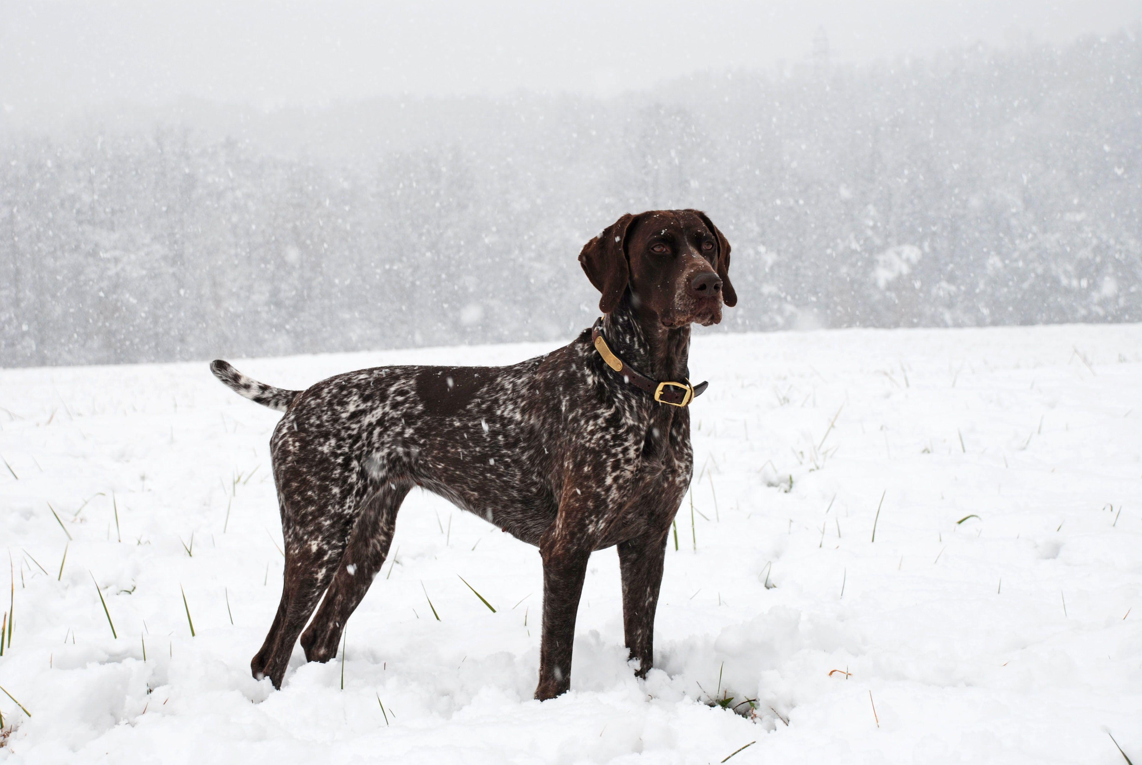 3872x2592 german shorthaired pointer wallpaper for desktop. german shorthaired pointer. Tokkoro.com Amazing HD Wallpaper