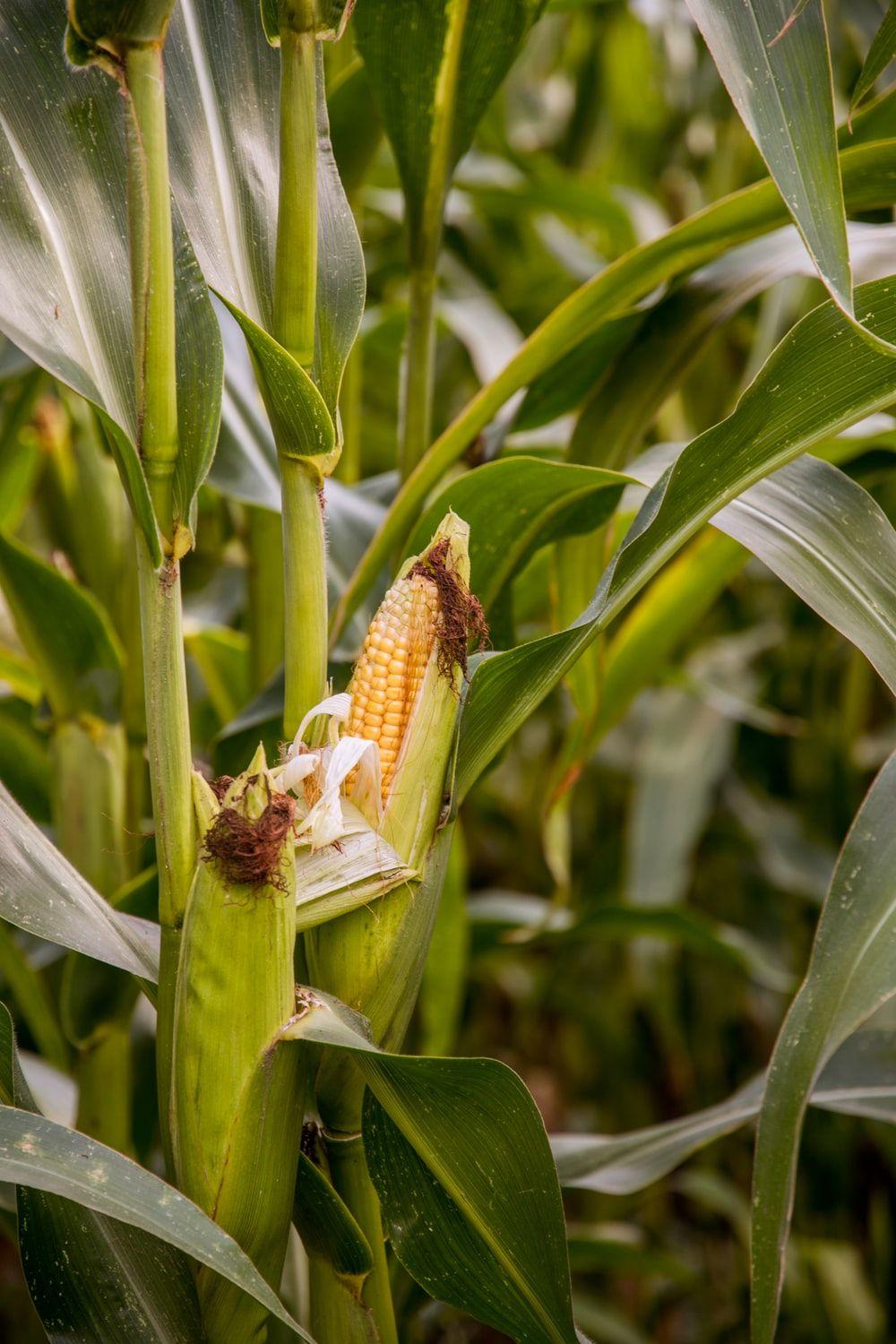 1000x1500 Corn Picture [HD]. Download Free Image