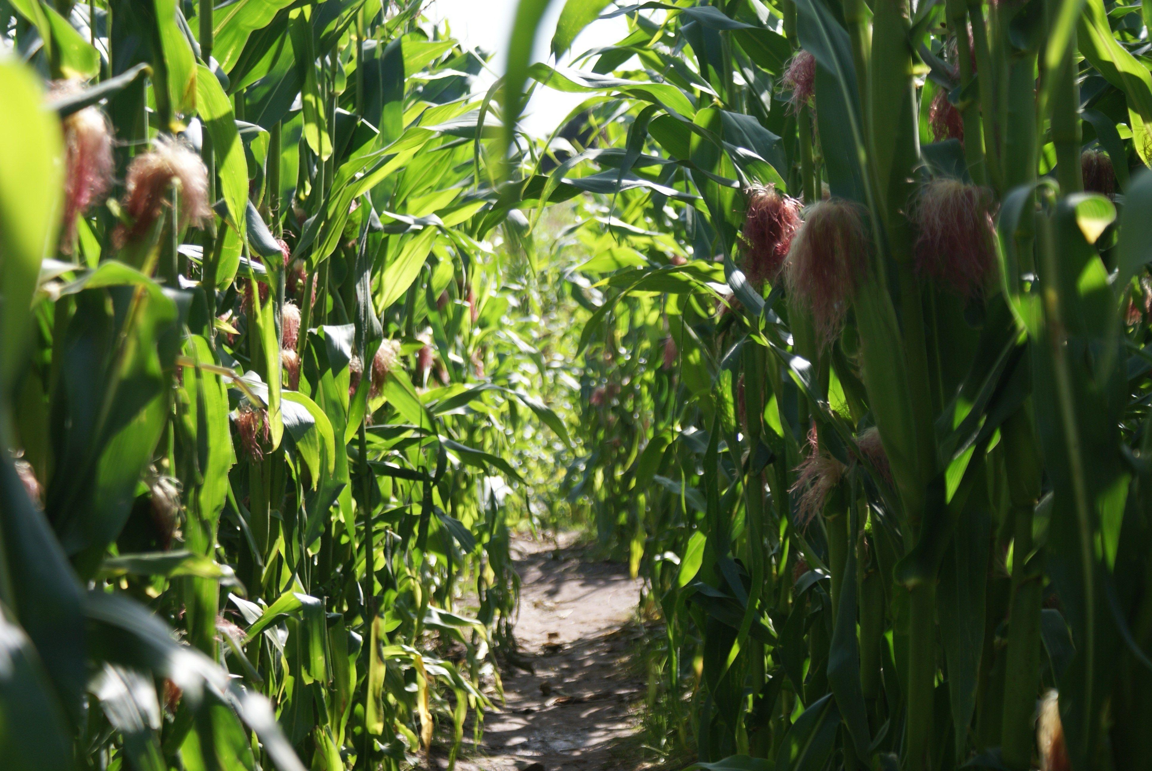 3872x2592 awesome maize wallpaper. Wallpaper, Awesome, Plants