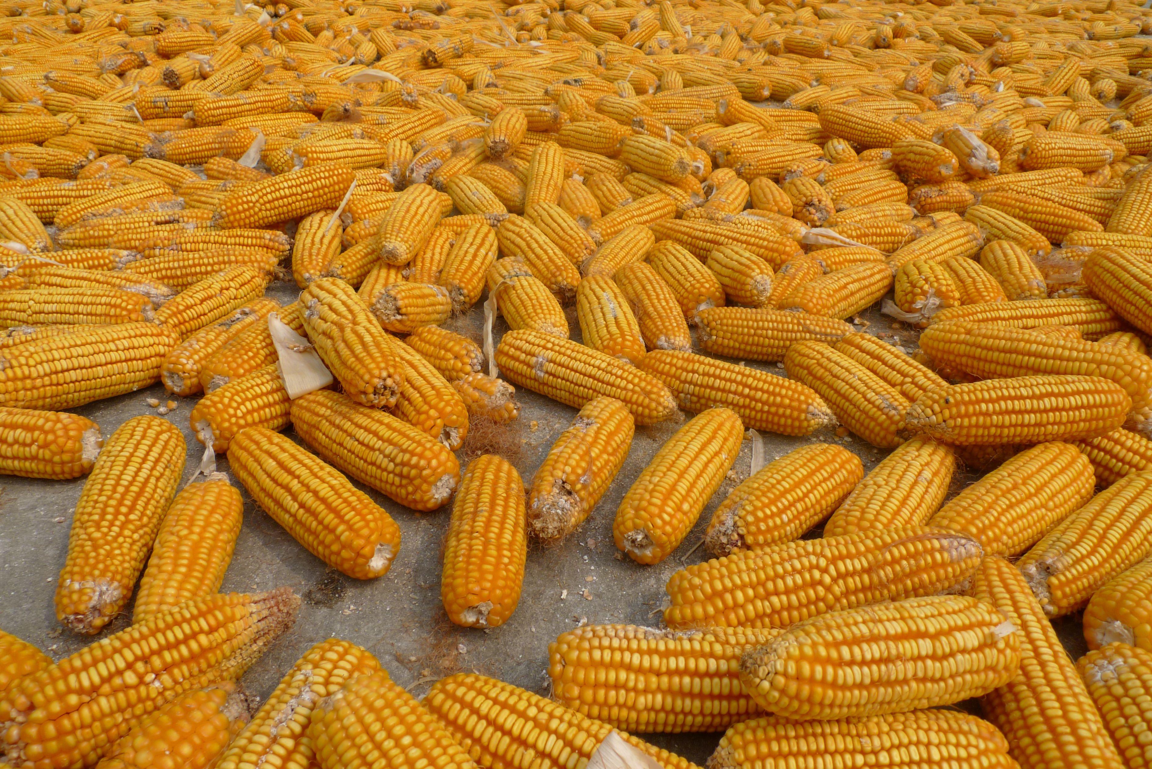 3776x2520 Desktop Wallpaper Corn Food Many 3776x2520