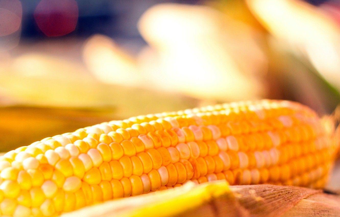 1332x850 Wallpaper background, widescreen, Wallpaper, food, corn, wallpaper, cereals, widescreen, background, full screen, HD wallpaper, widescreen, fullscreen image for desktop, section еда