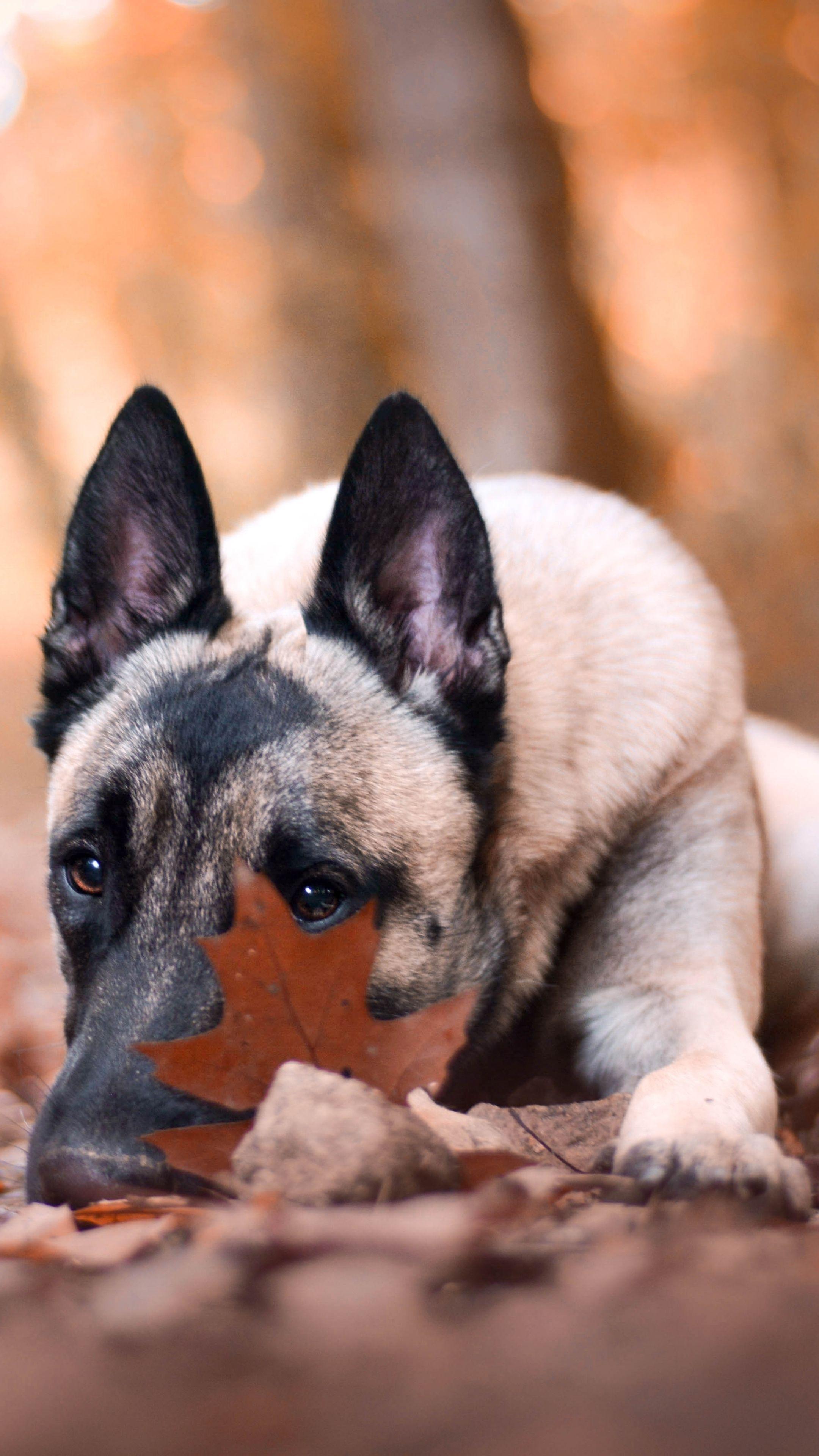 2160x3840 Animal Belgian Malinois (2160x3840) Wallpaper