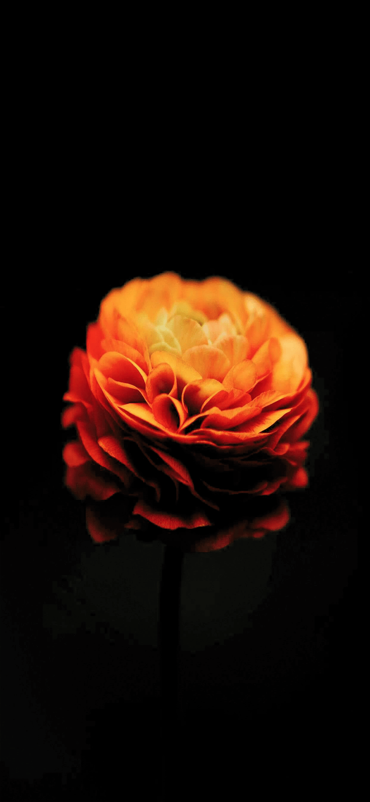 740x1600 Marigold flower wallpaper #wallpaper #iphone #android #background #followme. Flower wallpaper, Marigold flower, Flowers