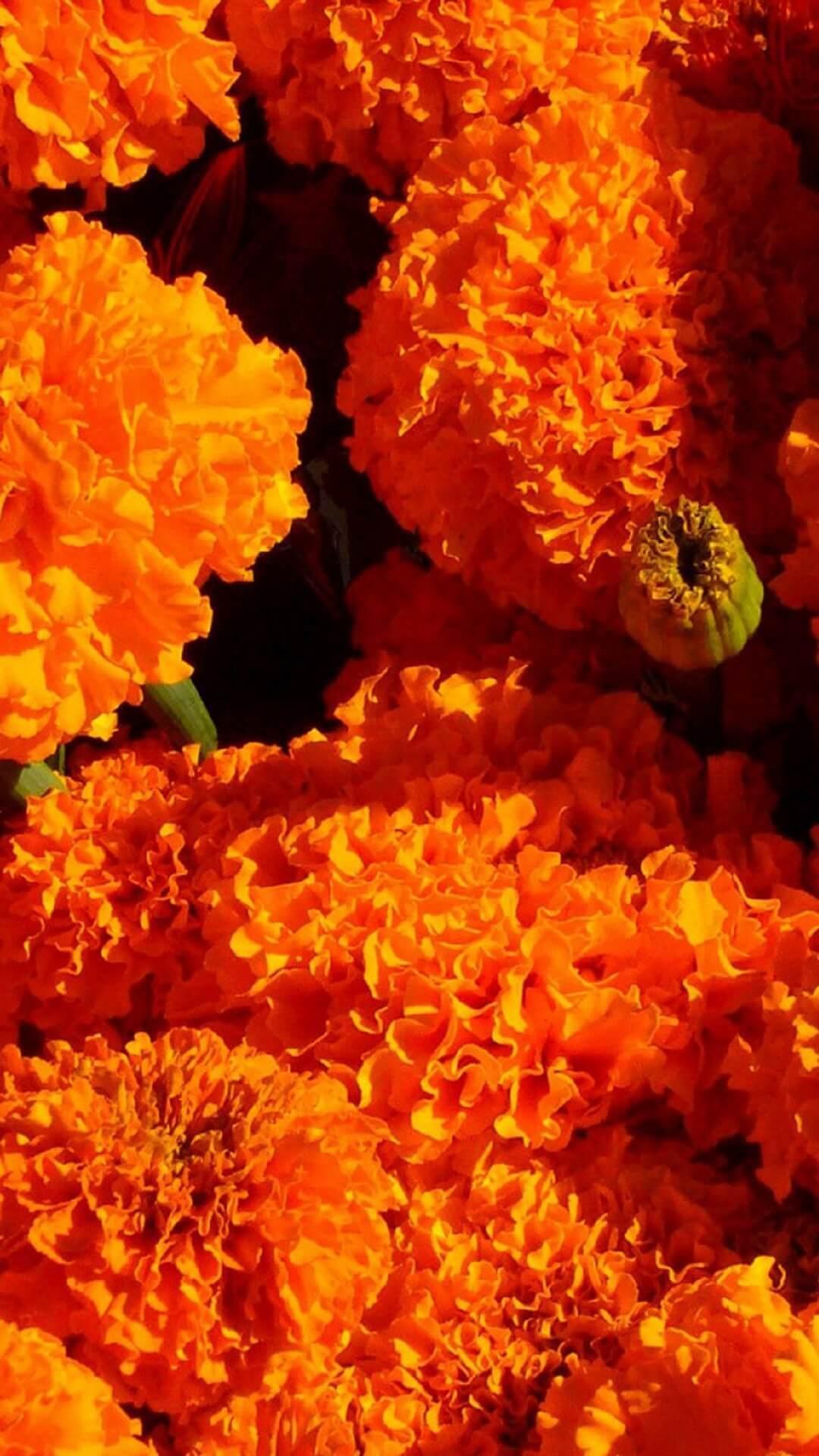 Marigold Wallpapers - Top Free Marigold Backgrounds - WallpaperAccess