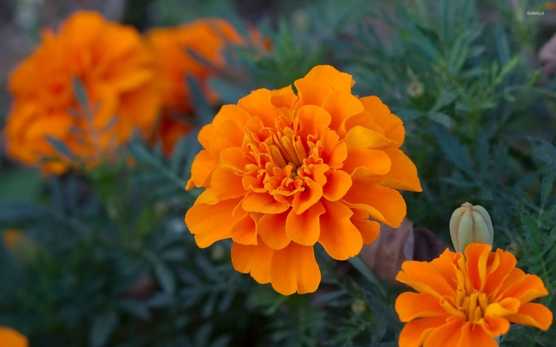 1920x1200 Marigold [4] wallpaper wallpaper