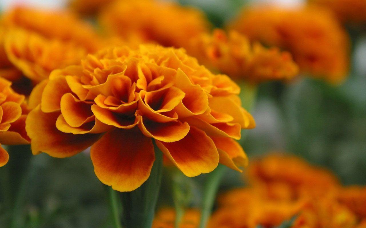 1000 Free Marigold  Calendula Images  Pixabay
