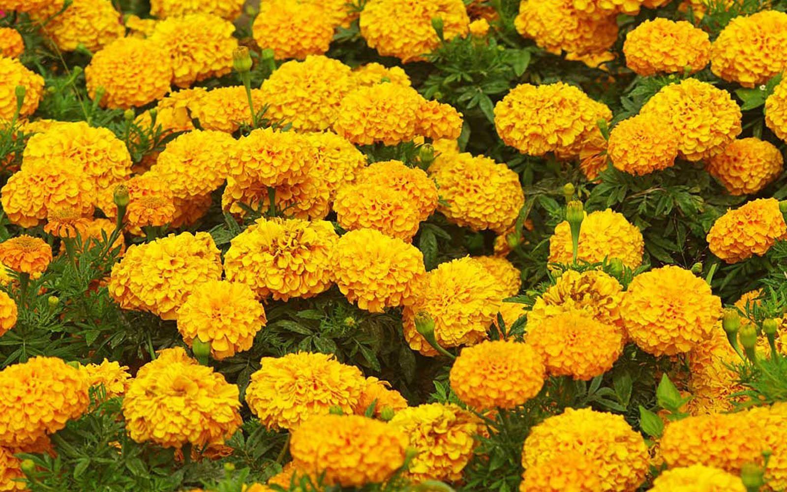 Marigold Wallpapers - Top Free Marigold Backgrounds - WallpaperAccess