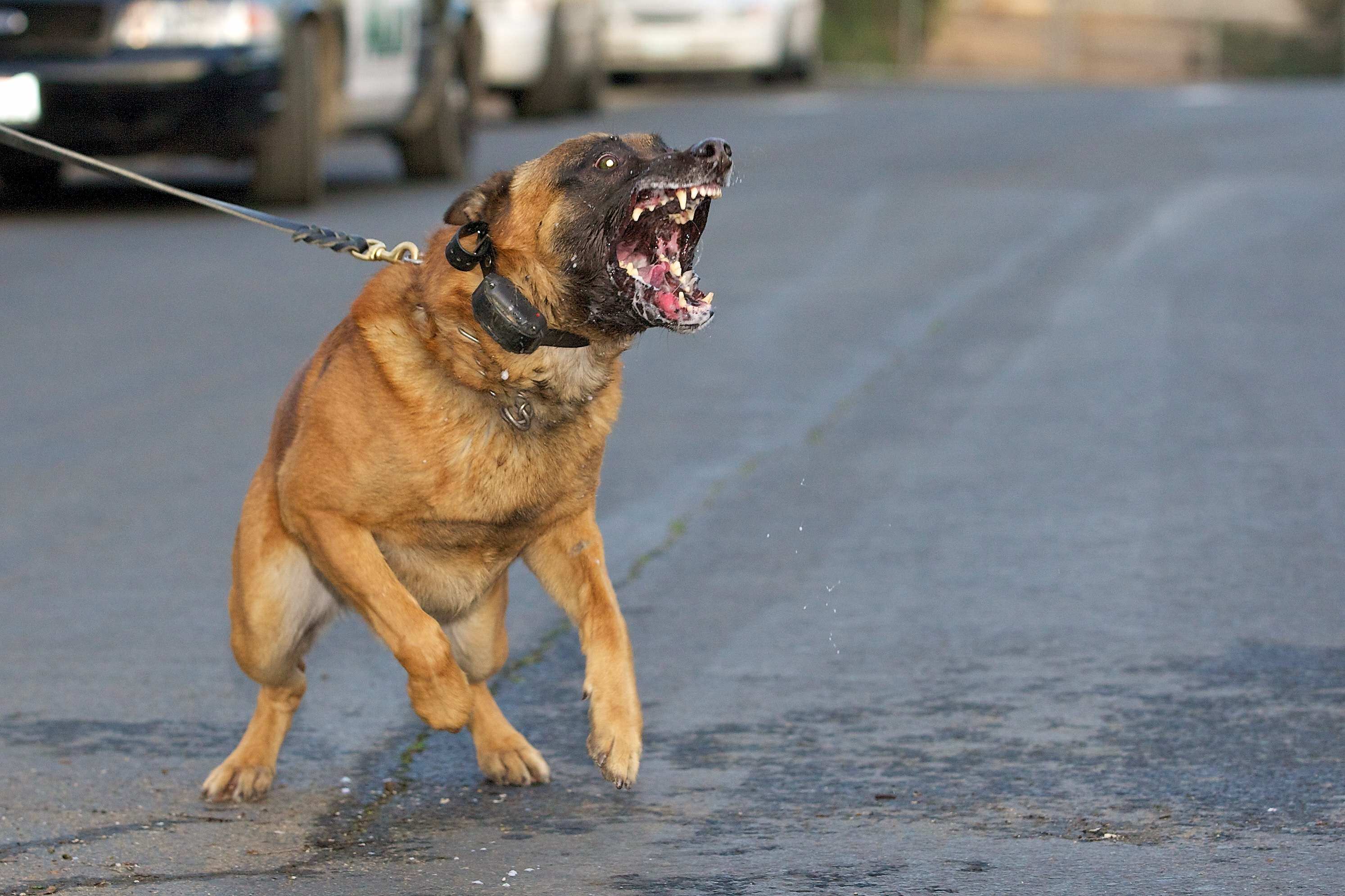 2988x1992 Red Belgian Malinois Puppy Belgian malinois2 Puppy