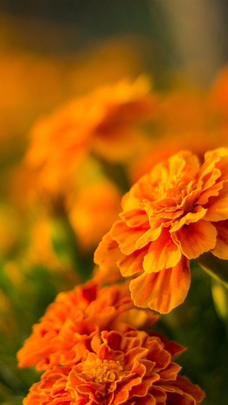 23774 Marigold Flower Wallpaper Images Stock Photos  Vectors   Shutterstock