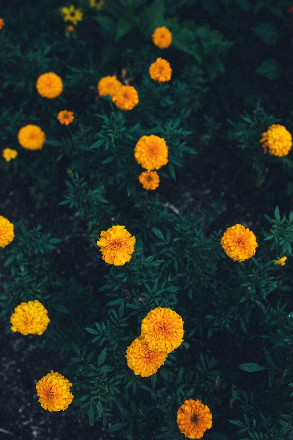 Marigold Wallpapers - Top Free Marigold Backgrounds - WallpaperAccess