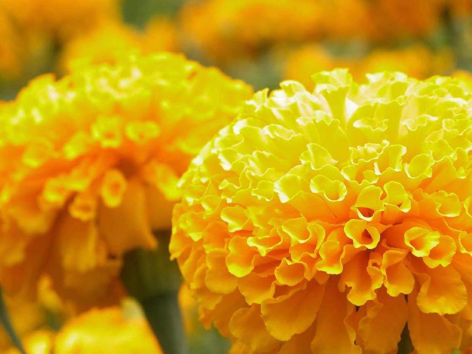 1600x1200 Marigold