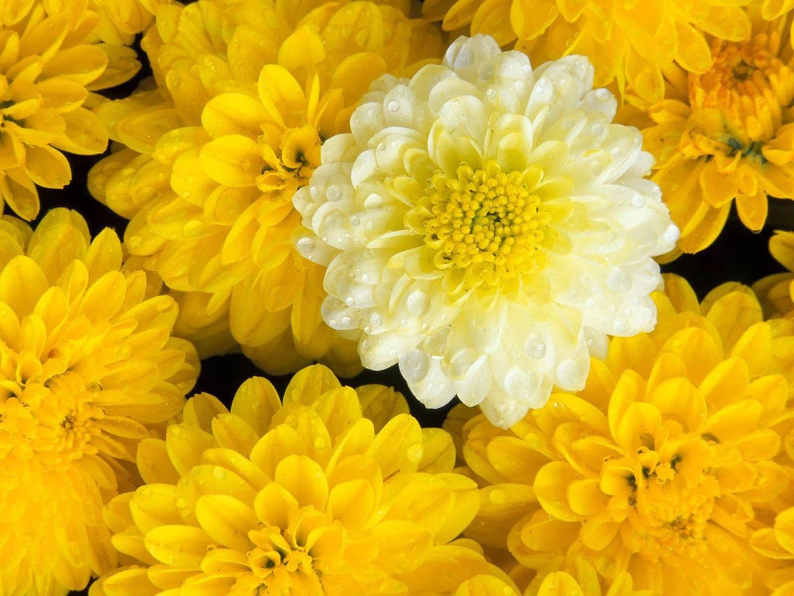 1600x1200 Nature Wallpaper: Marigold Flowers Wallpaper