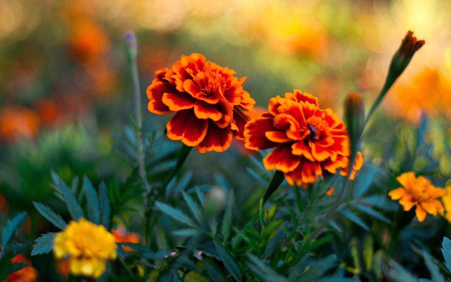 1920x1200 flowers HD screen wallpaper. Marigold flower, Flowers, Trees to plant