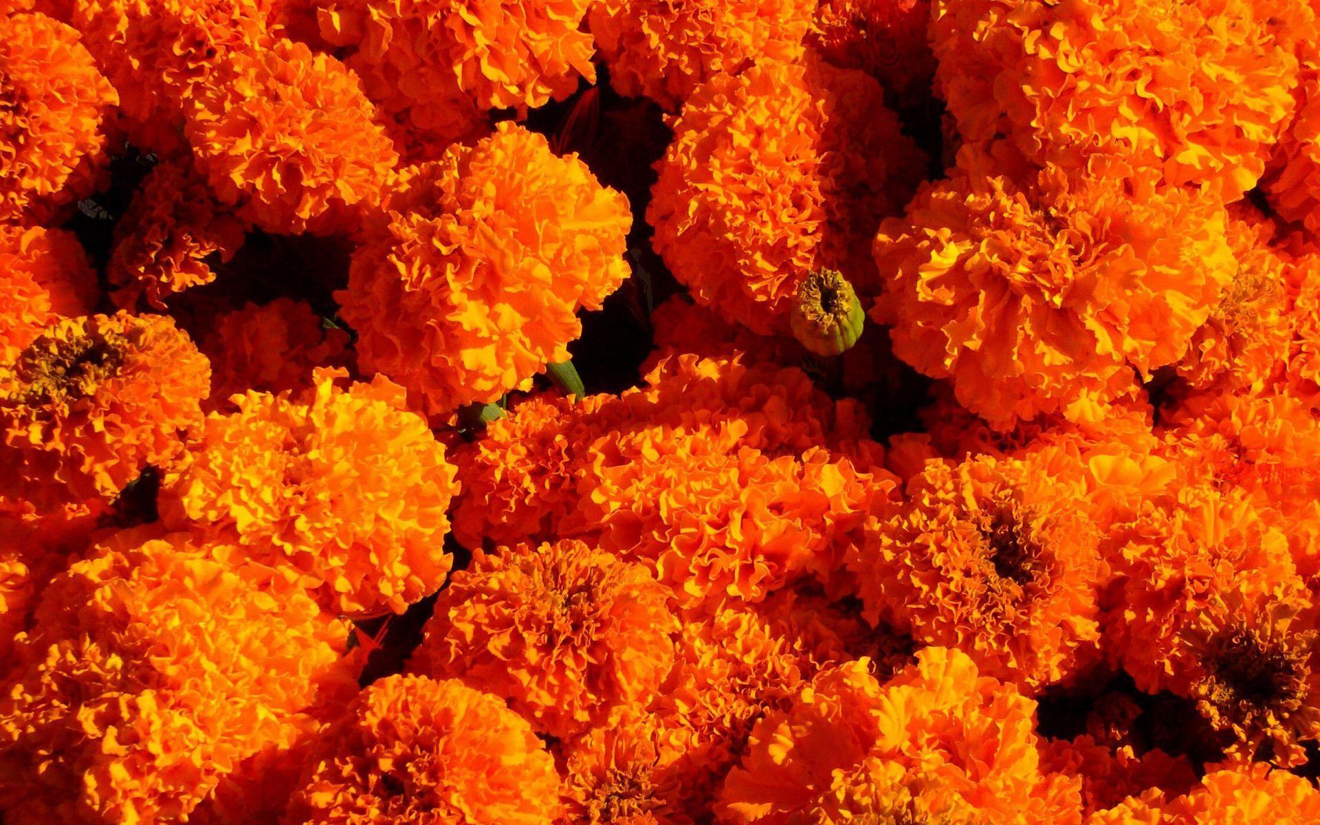 1920x1200 1920x1200 marigold computer background